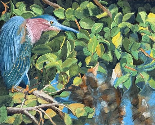 Red Mangrove Green Heron.jpg