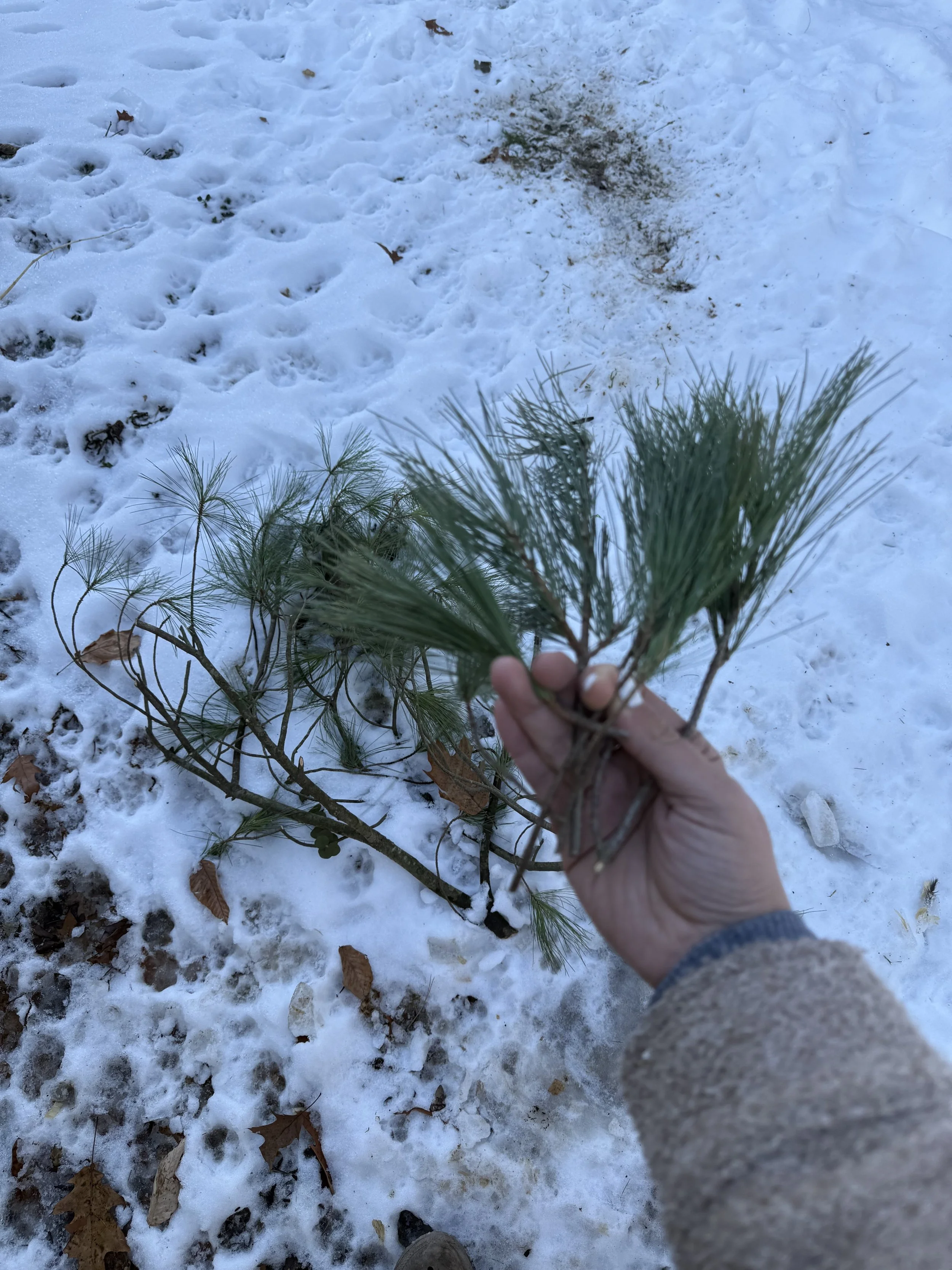 pine forage.jpg