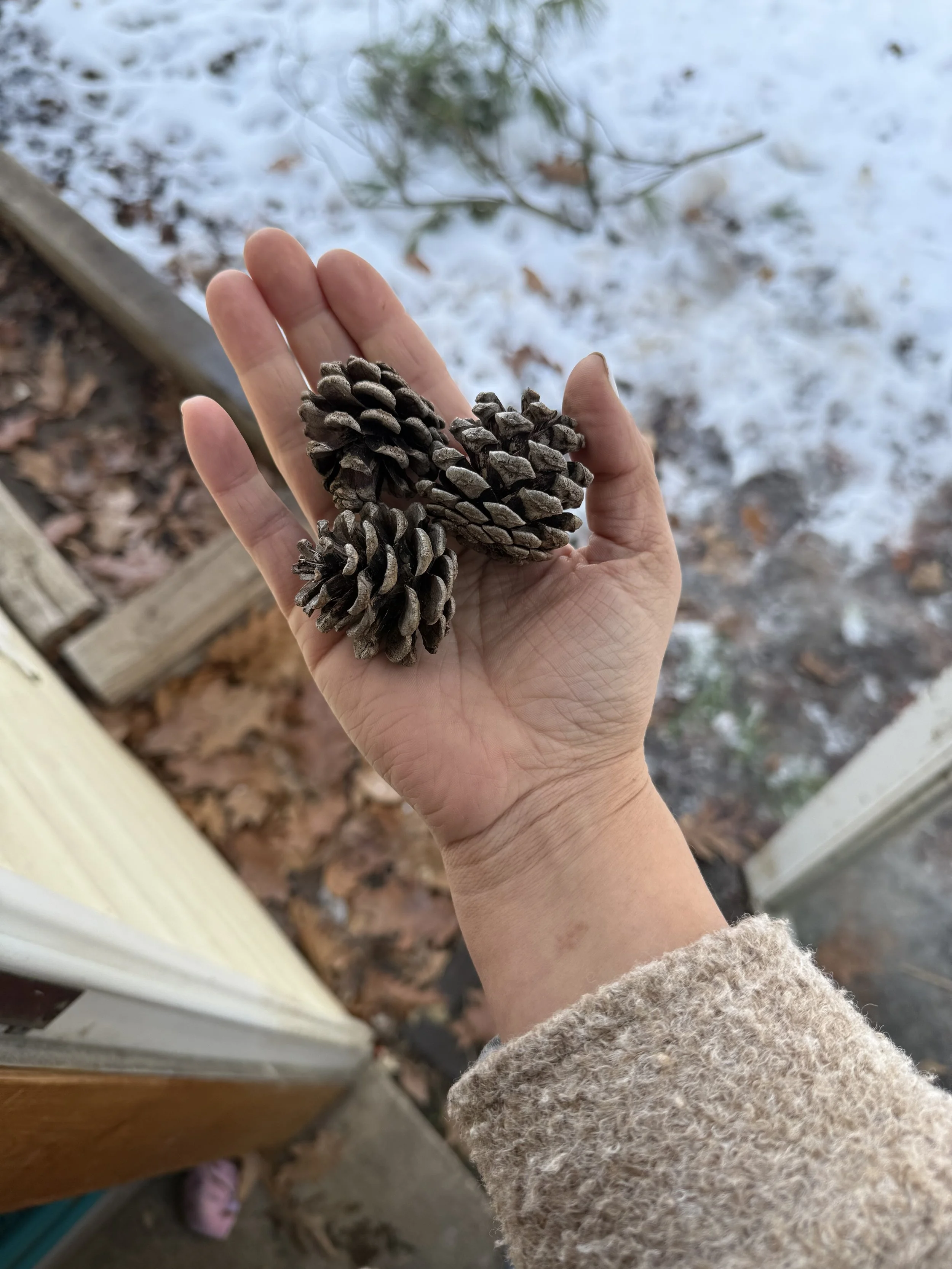 pinecones.jpg