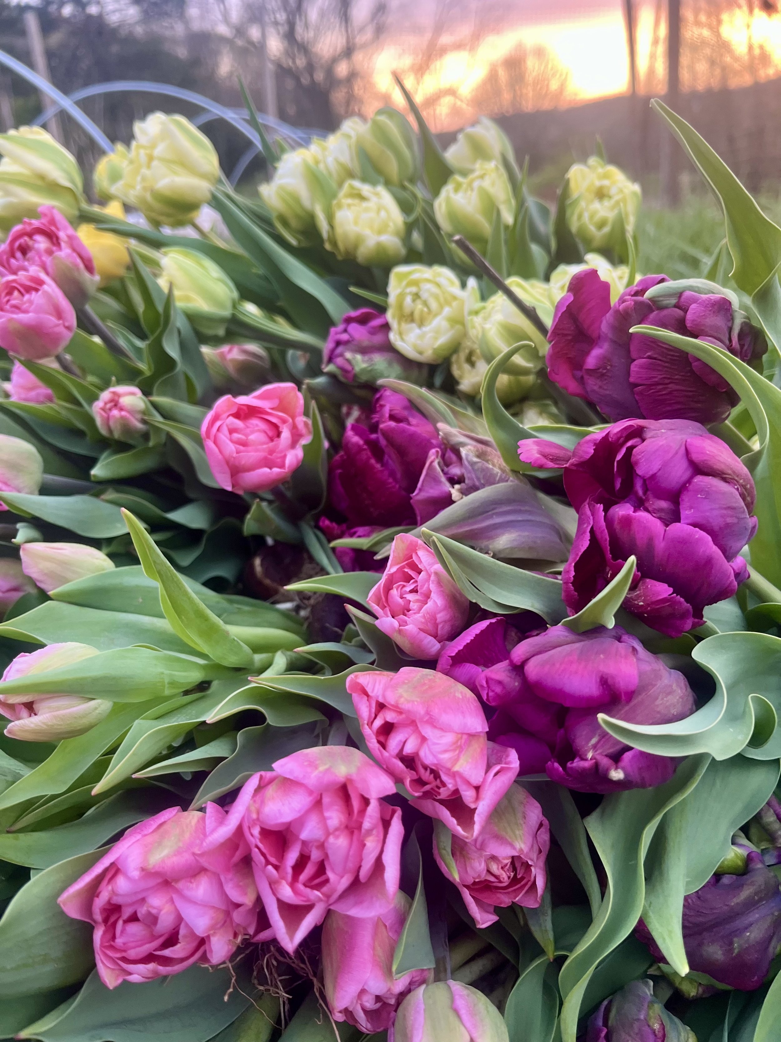 Wrapped bouquet