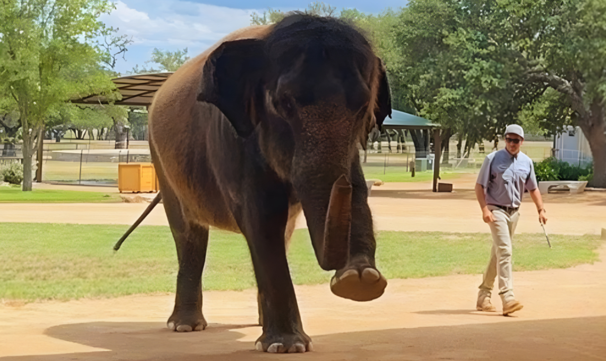 elephant is stepping at exoctic animal excursion near texas hill country