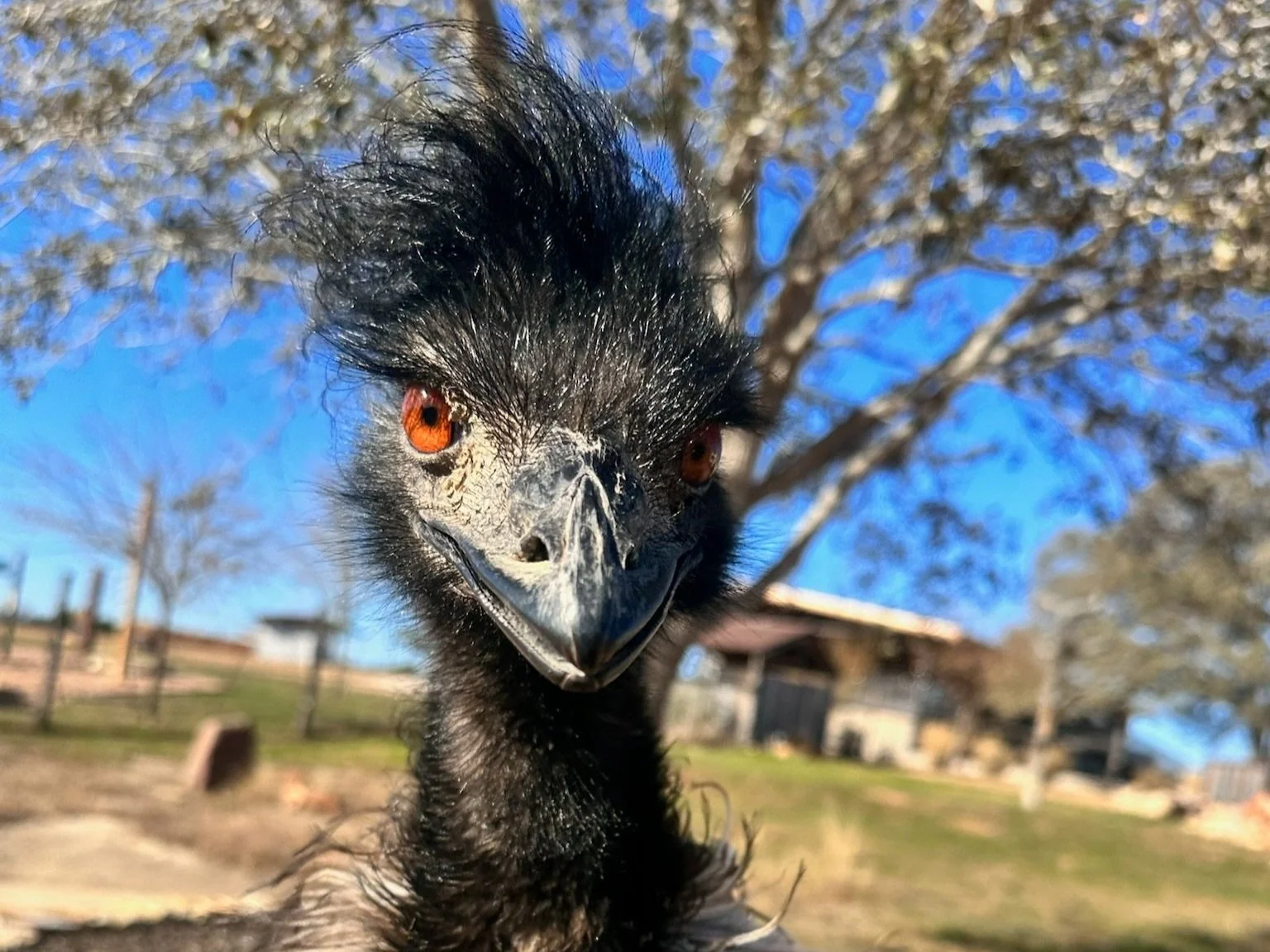 Family-friendly emu interaction at exotic animal sanctuary in Fredericksburg TX Hill Country