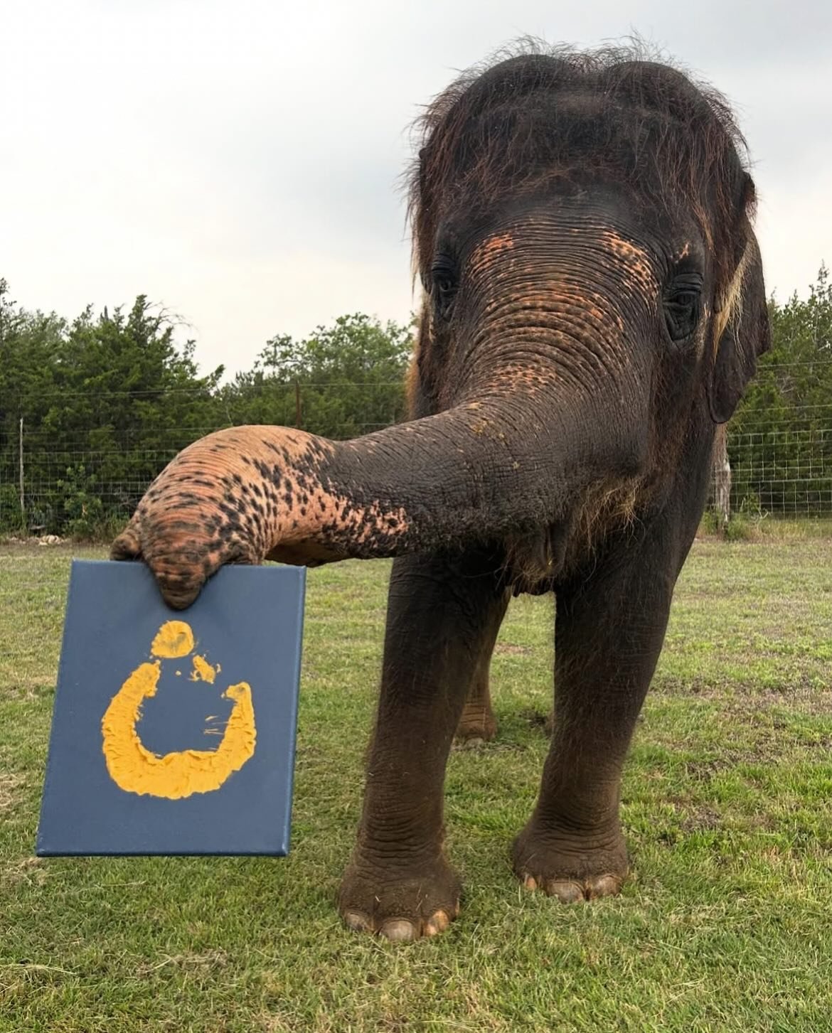 Rosie wants to show off her big 🐘 elephant smooch! She is a very talented artist. 🎨 

There is still time to submit artwork for The Preserve&rsquo;s &ldquo;Kids Art Contest!&rdquo; 

Grades: K-6
Deadline: 6/15/2025

Send a picture of your artwork t