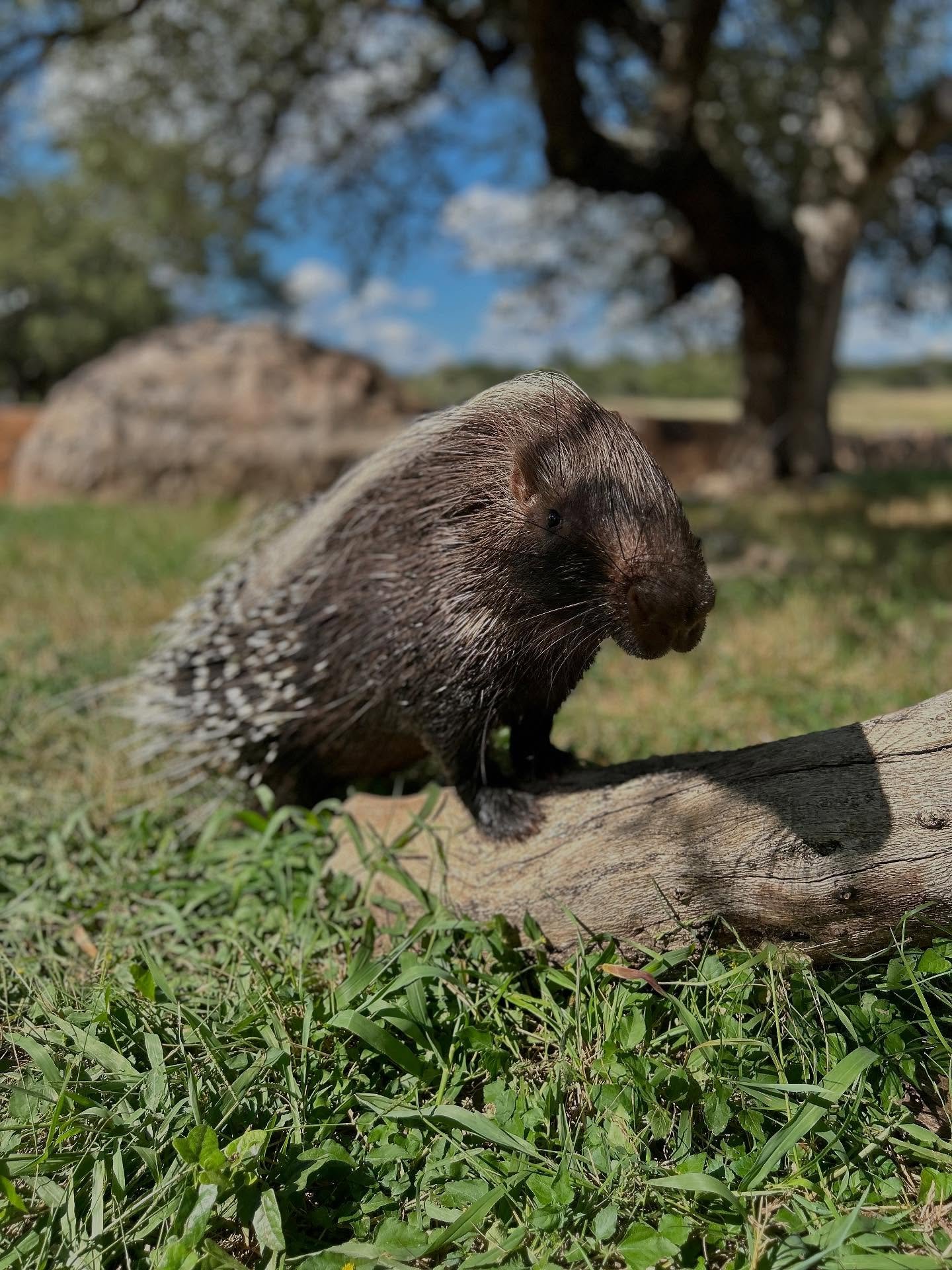 Lulu is a very photogenic porcupine! 📸 

You can meet Lulu and our other African Crested Porcupines when you book one of our Animal Expeditions. 

Link in our bio. 

#thepreserve #visitthepreserve #asianelephant  #elephantconservation #elephant #gir