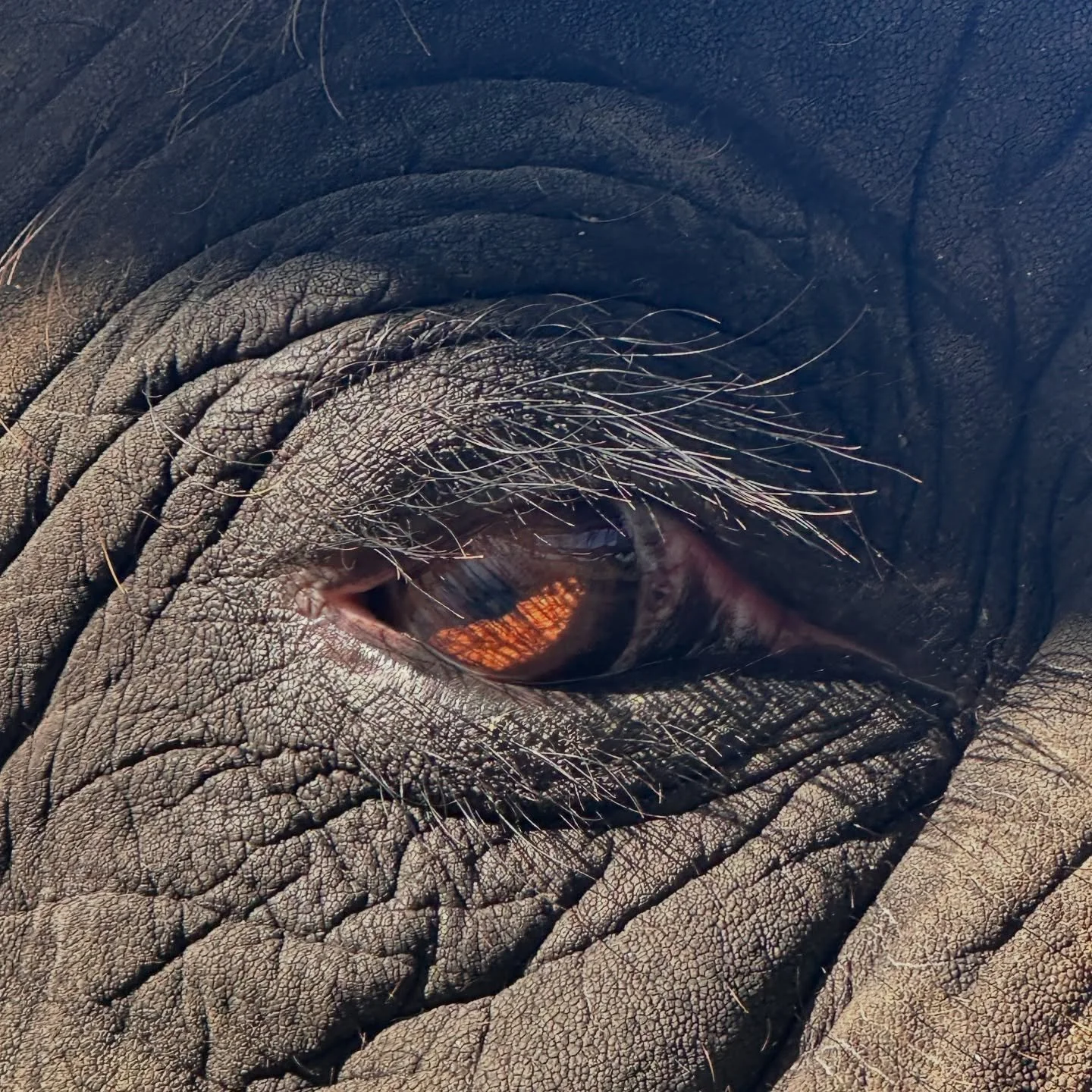 Rosie&rsquo;s got her eye on you! Visit The Preserve and meet Rosie up close and personal along with Becky and Kitty.  #sanantonio
#austin #dallas #houston #fortworth
#elephantpreserve #elephant #elephantconservation #conservation #elephants #elephan