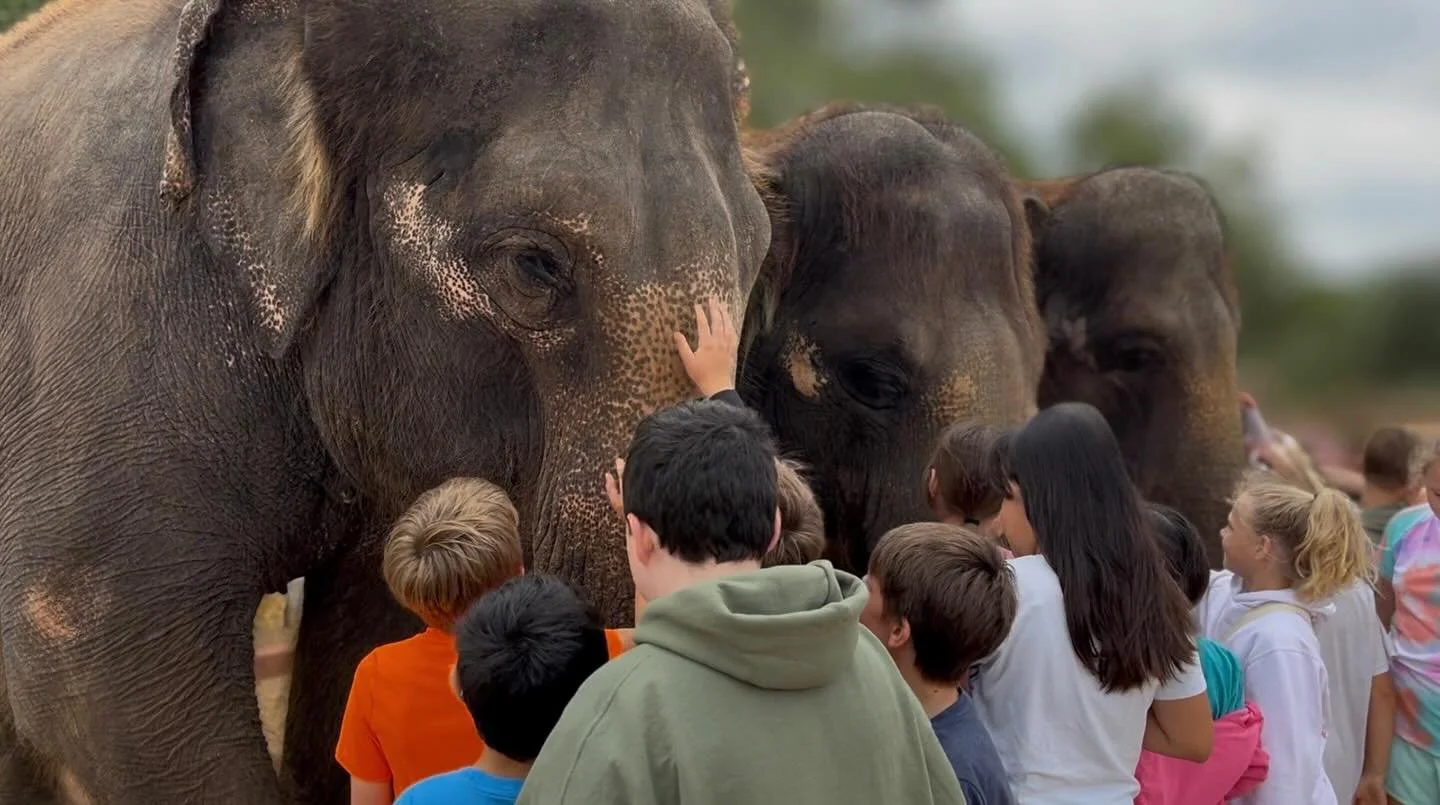 Contact - Caring - Conservation 

🐘

#thepreserve #visitthepreserve #asianelephant  #elephantconservation #elephant #giraffe #kangaroo #wallaby #tortoise #emu  #porcupine #elephantexperience #animalexpedition #thepreservefredericksburgtx  #frederick