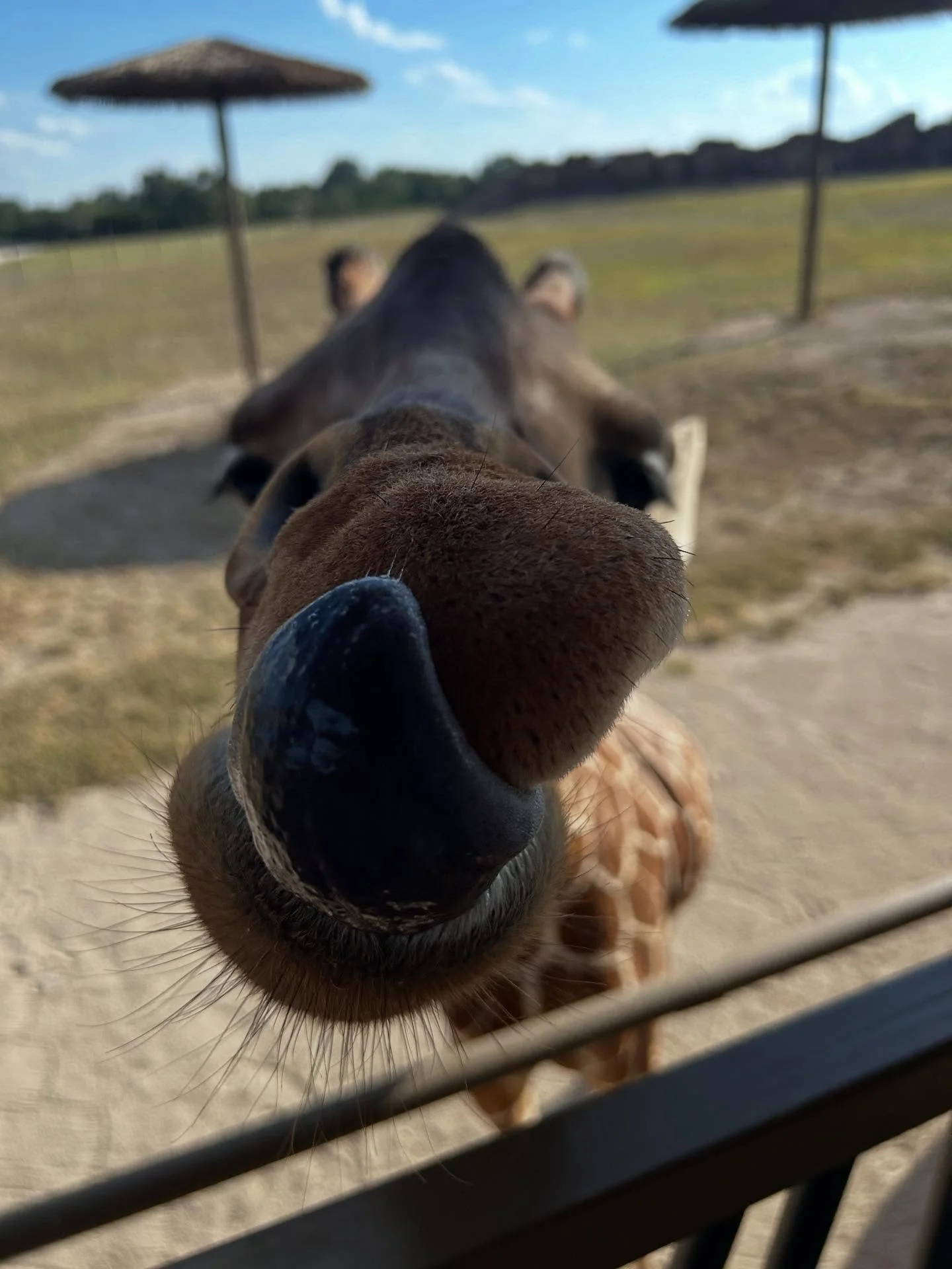 #toungeouttuesday featuring Rowdy 🦒 

#thepreserve #visitthepreserve #asianelephant  #elephantconservation #elephant #giraffe #kangaroo #wallaby #cuteanimals #fyp #elephantexperience #animalexpedition #thepreservefredericksburgtx  #fredericksburgtx 