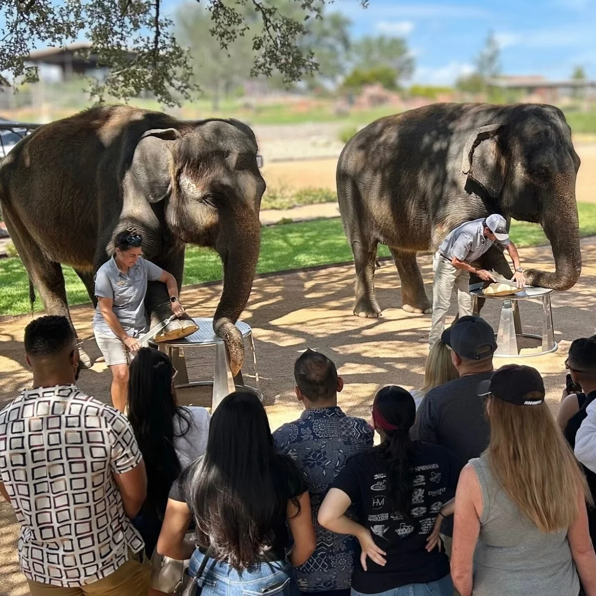 Learn all about elephants! 🐘 

Book your Elephant Experience today by clicking the link in our bio. 

#thepreserve #visitthepreserve #asianelephant  #elephantconservation #elephant #giraffe #kangaroo #wallaby #tortoise #fyp  #porcupine #elephantexpe