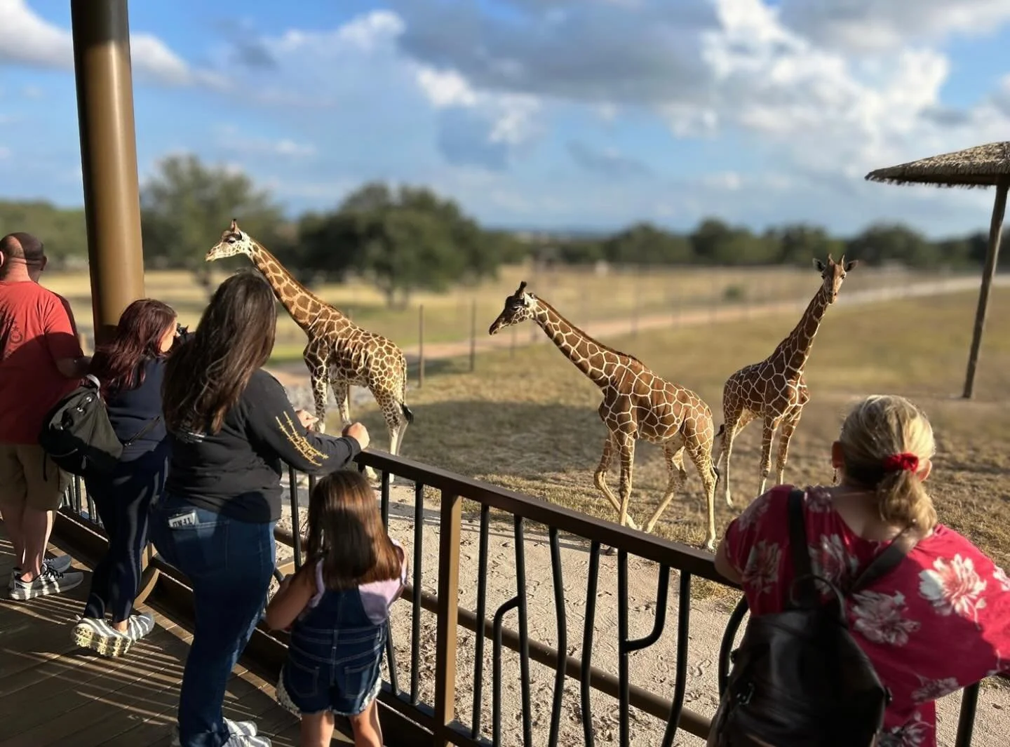 What a view! 🦒 
Book your Animal Expedition before the end of November. Click the link in our bio! 
#thepreserve #visitthepreserve #asianelephant  #elephantconservation #elephant #giraffe #kangaroo #wallaby #fyp #emu  #porcupine #elephantexperienc