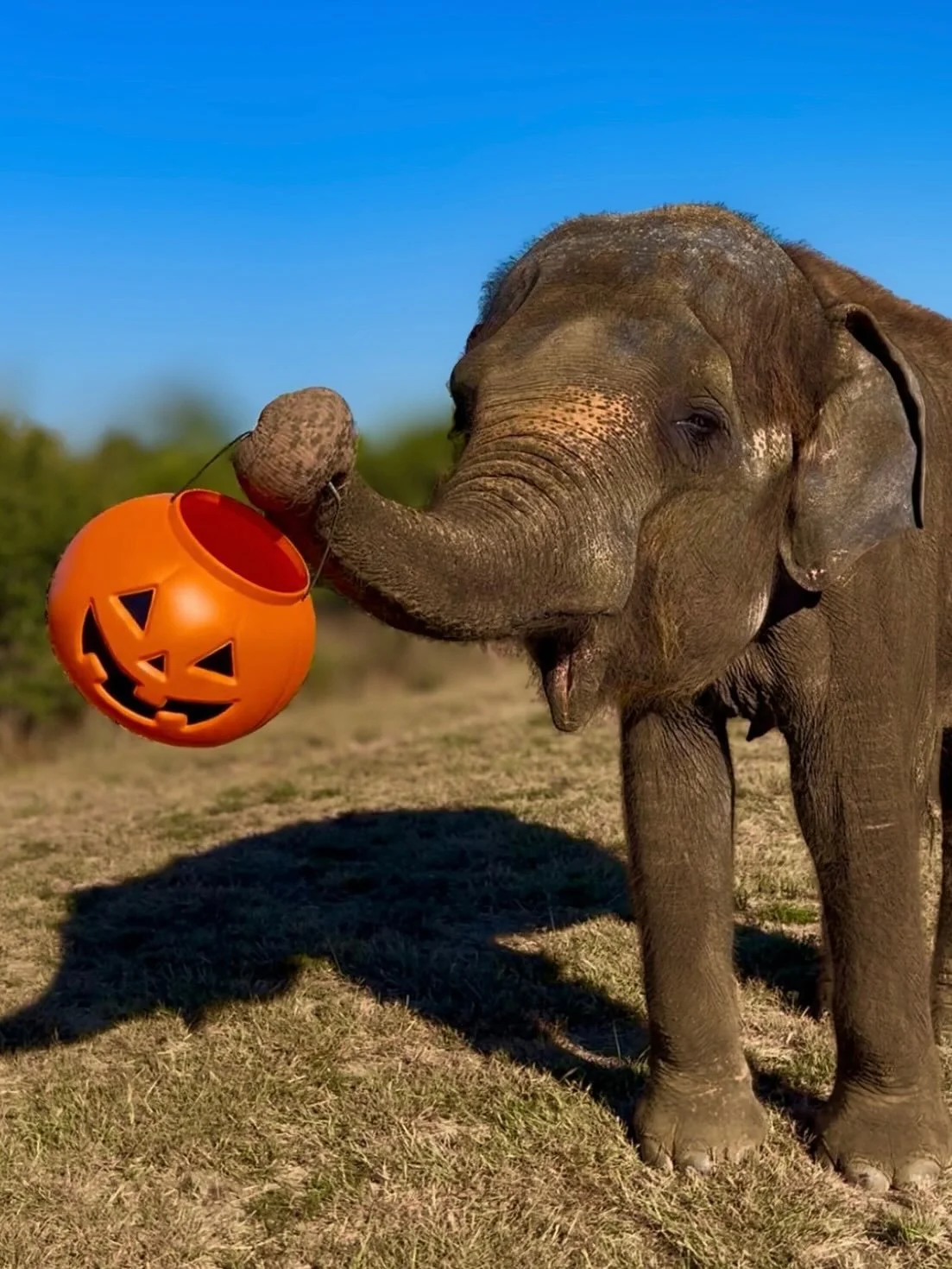 👻 Happy Halloween! 🎃 

Our animals are ready to go Trick-or-Treating, are you?

#thepreserve #visitthepreserve #asianelephant  #elephantconservation #elephant #giraffe #kangaroo #wallaby #halloween #fyp  #porcupine #elephantexperience #animalexpedi