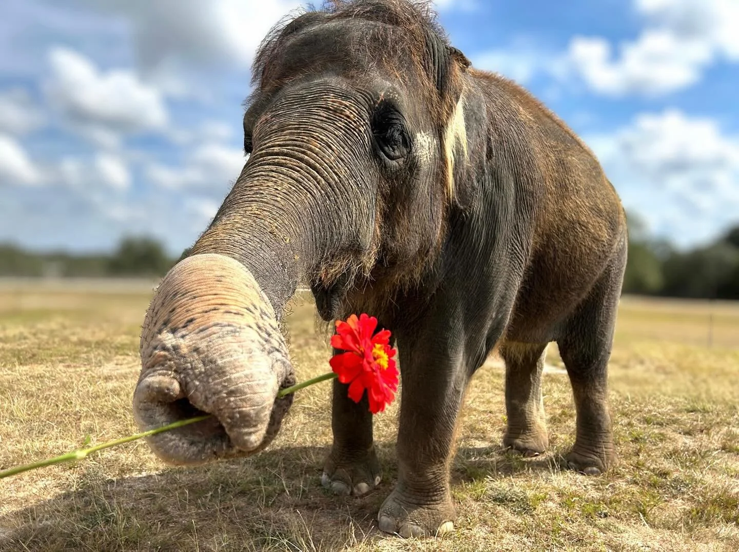 &ldquo;I meant what I said, and I said what I meant. An elephant&rsquo;s faithful, one hundred percent!&rdquo; 

- Dr. Seuss, &ldquo;Horton Hears a Who!&rdquo; 

#thepreserve #visitthepreserve #asianelephant  #elephantconservation #elephant #giraffe 