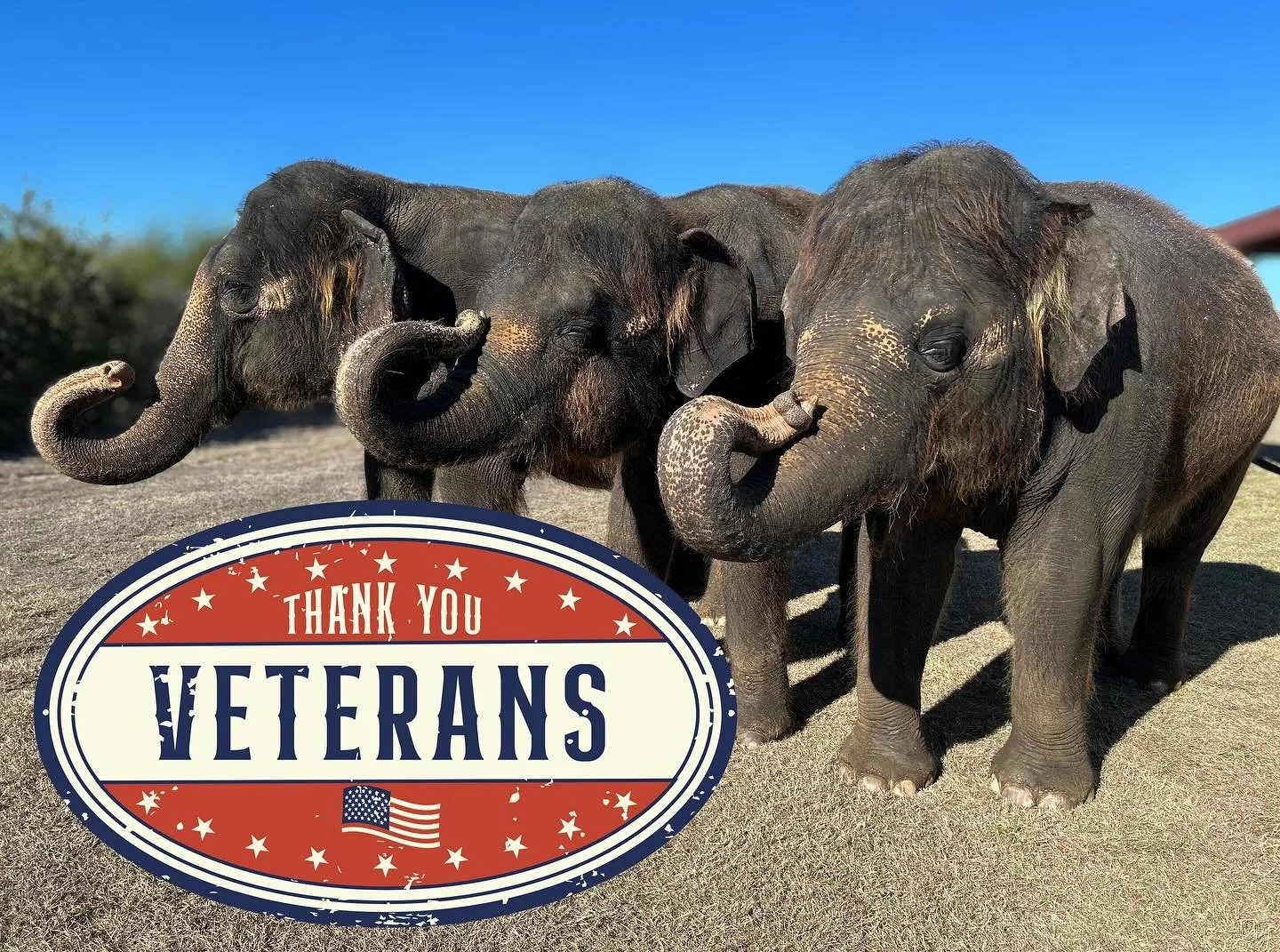 Happy Veterans Day! Thank you for your service and sacrifice. 🇺🇸 

#thepreserve #visitthepreserve #asianelephant  #elephantconservation #elephant #giraffe #kangaroo #wallaby #tortoise #fyp  #porcupine #elephantexperience #animalexpedition #theprese