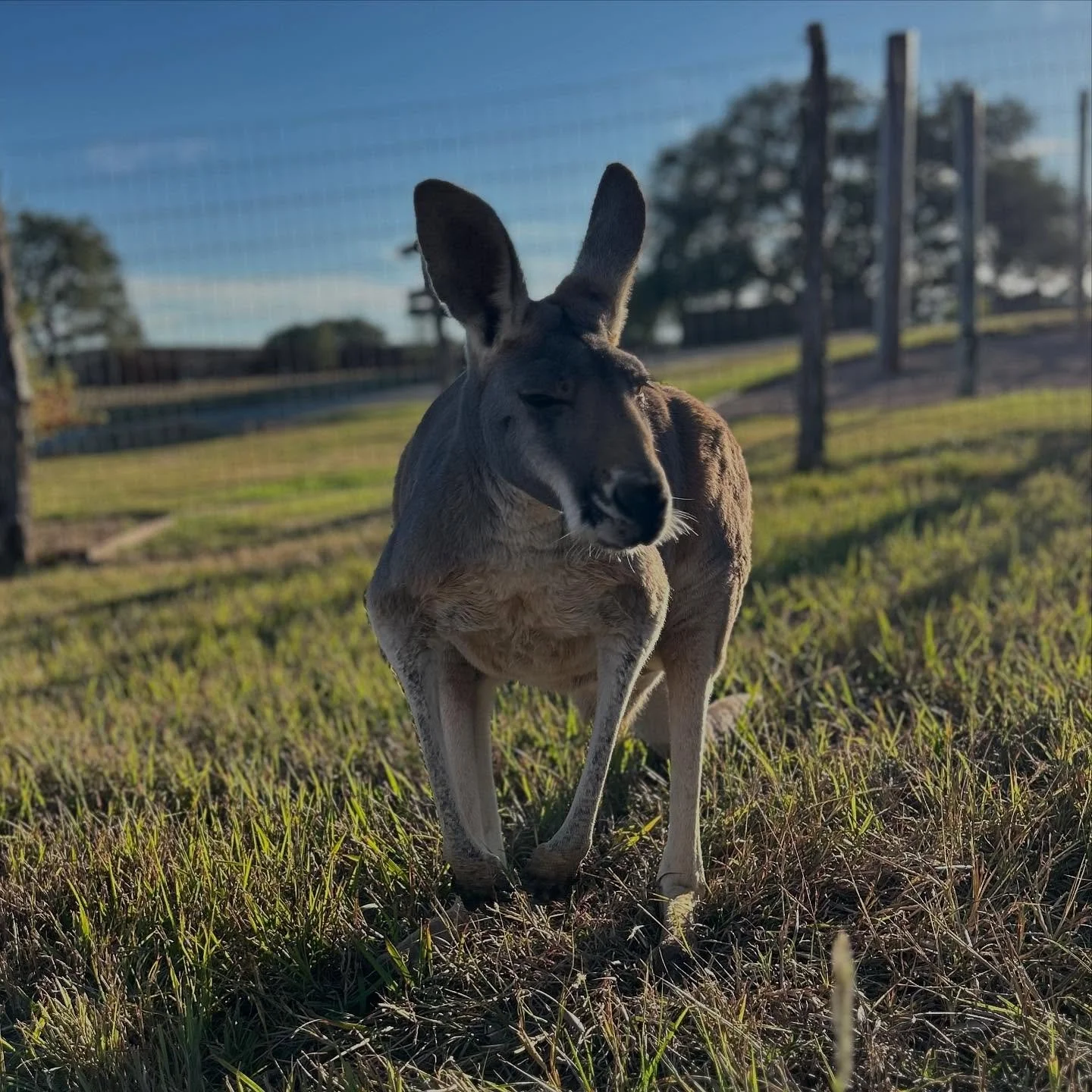 Juniper 🦘 taking in the sun. ☀️ 

#thepreserve #visitthepreserve #asianelephant  #elephantconservation #elephant #giraffe #kangaroo #wallaby #tortoise #emu  #porcupine #elephantexperience #animalexpedition #thepreservefredericksburgtx  #fredericksbu