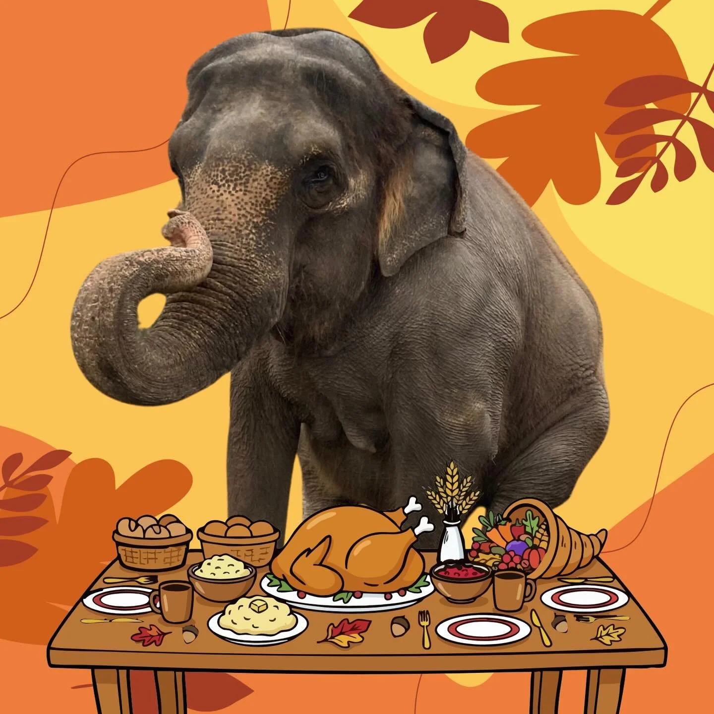 Happy Thanksgiving 🦃 

We hope you and your families have a wonderful holiday! 

#thepreserve #visitthepreserve #asianelephant  #elephantconservation #elephant #giraffe #kangaroo #wallaby #tortoise #emu  #porcupine #elephantexperience #animalexpedit
