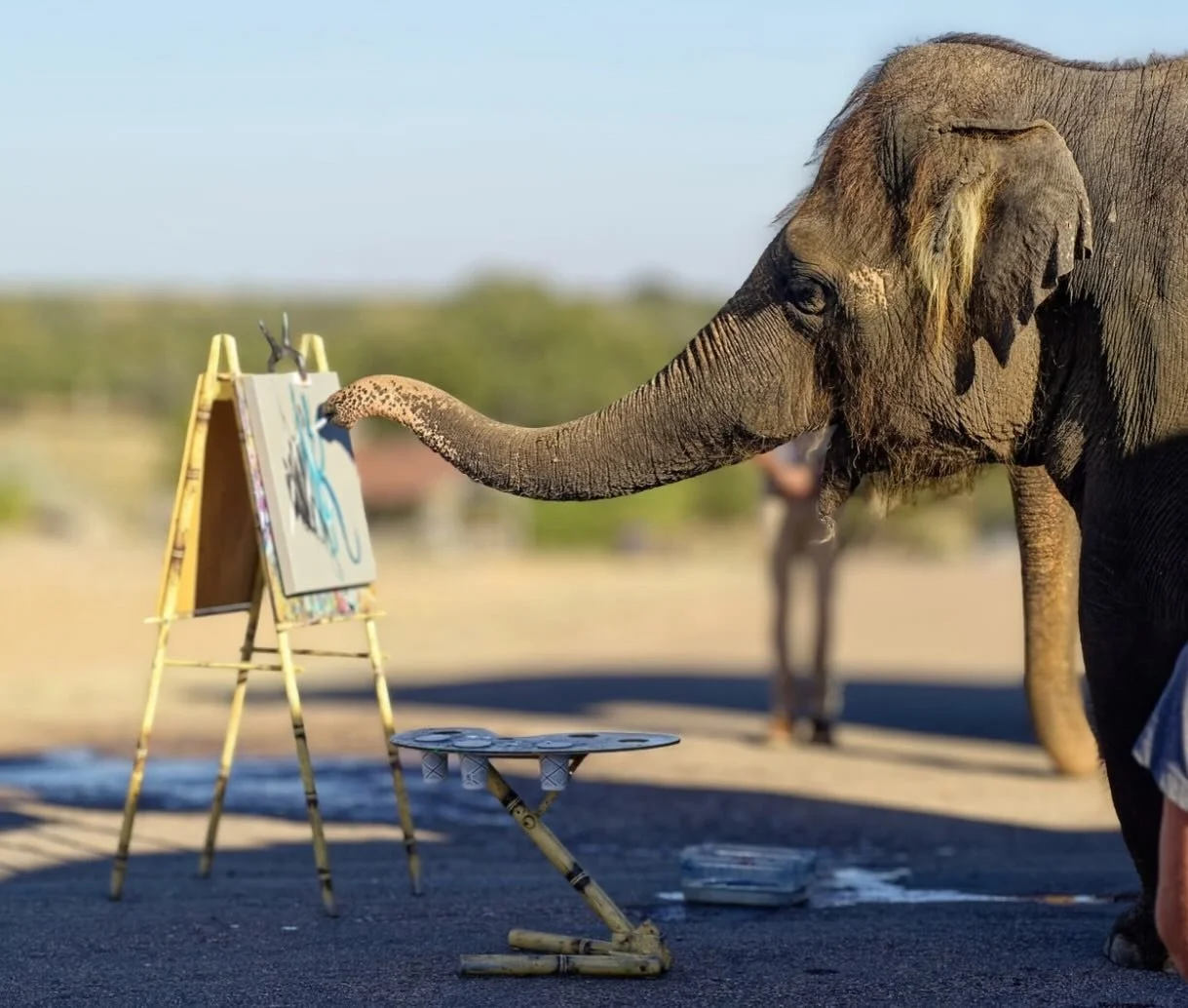 Artist in action! 🎨 

Rosie is known for her fun style of painting, with bold brush strokes and big circles. 🐘 

#thepreserve #visitthepreserve #asianelephant  #elephantconservation #elephant #giraffe #kangaroo #wallaby #tortoise #fyp  #porcupine #