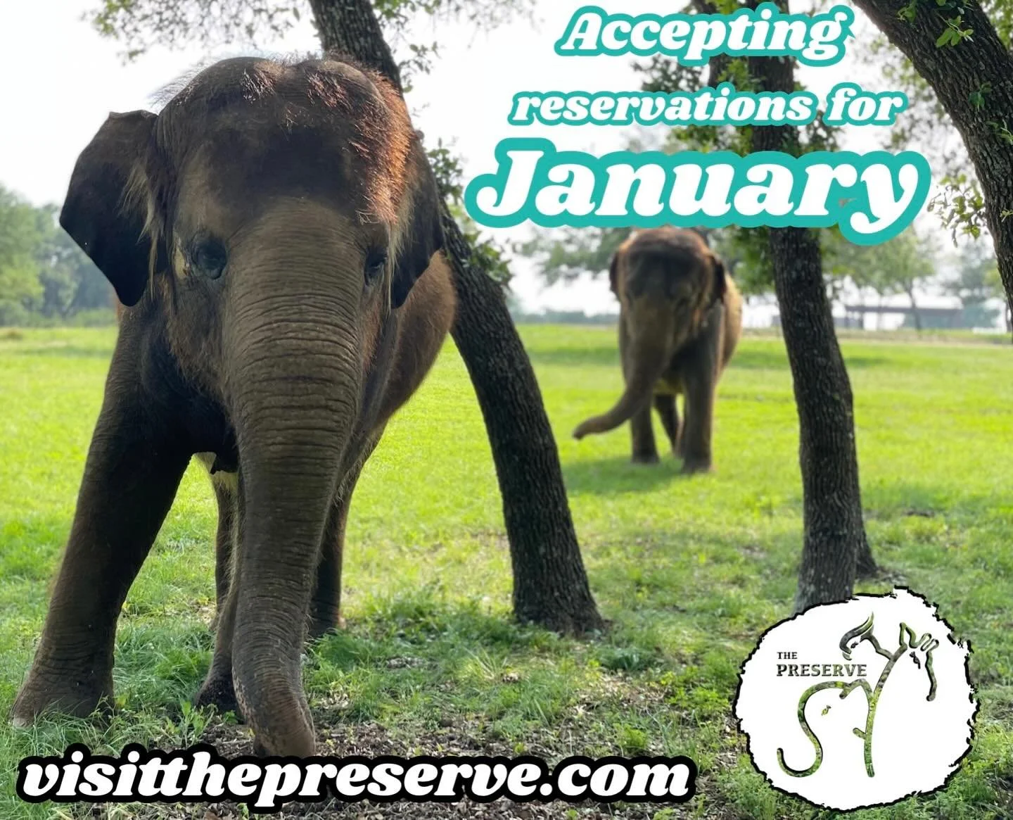 Book your Elephant Experience today! 🐘

Click the link in our bio or go to visitthepreserve.com

#thepreserve #visitthepreserve #asianelephant  #elephantconservation #elephant #giraffe #kangaroo #wallaby #tortoise #fyp  #porcupine #elephantexperienc