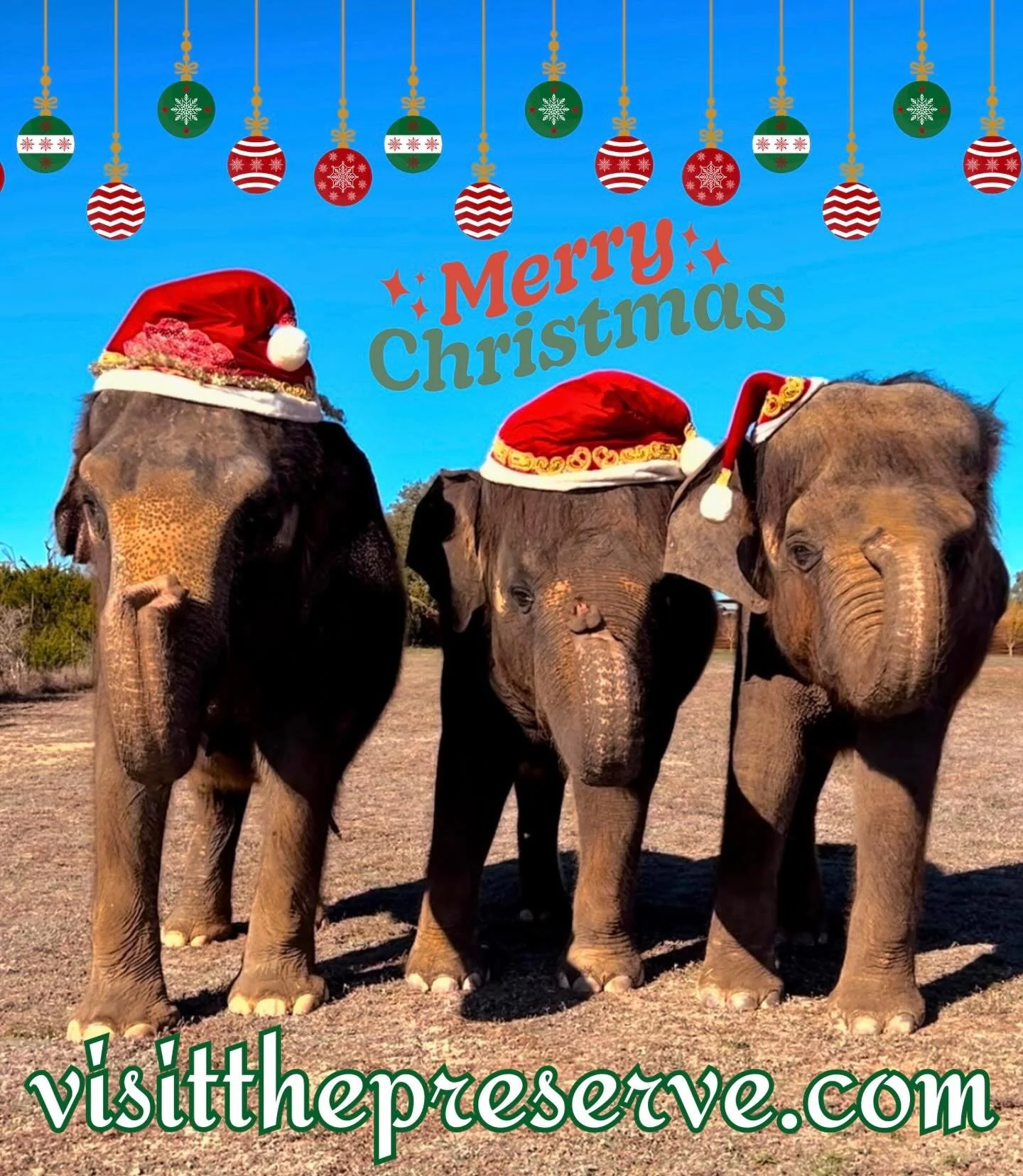 🐘 Merry Christmas and happy holidays! 🎄 

#thepreserve #visitthepreserve #asianelephant  #elephantconservation #elephant #giraffe #kangaroo #wallaby #christmas #fyp  #porcupine #elephantexperience #animalexpedition #thepreservefredericksburgtx  #fr