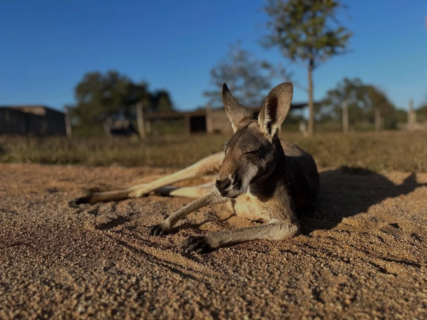 Enjoying the Texas sun ☀️ before winter hits. ❄️ 

#thepreserve #visitthepreserve #asianelephant  #elephantconservation #elephant #giraffe #kangaroo #wallaby #tortoise #fyp  #porcupine #elephantexperience #animalexpedition #thepreservefredericksburgt