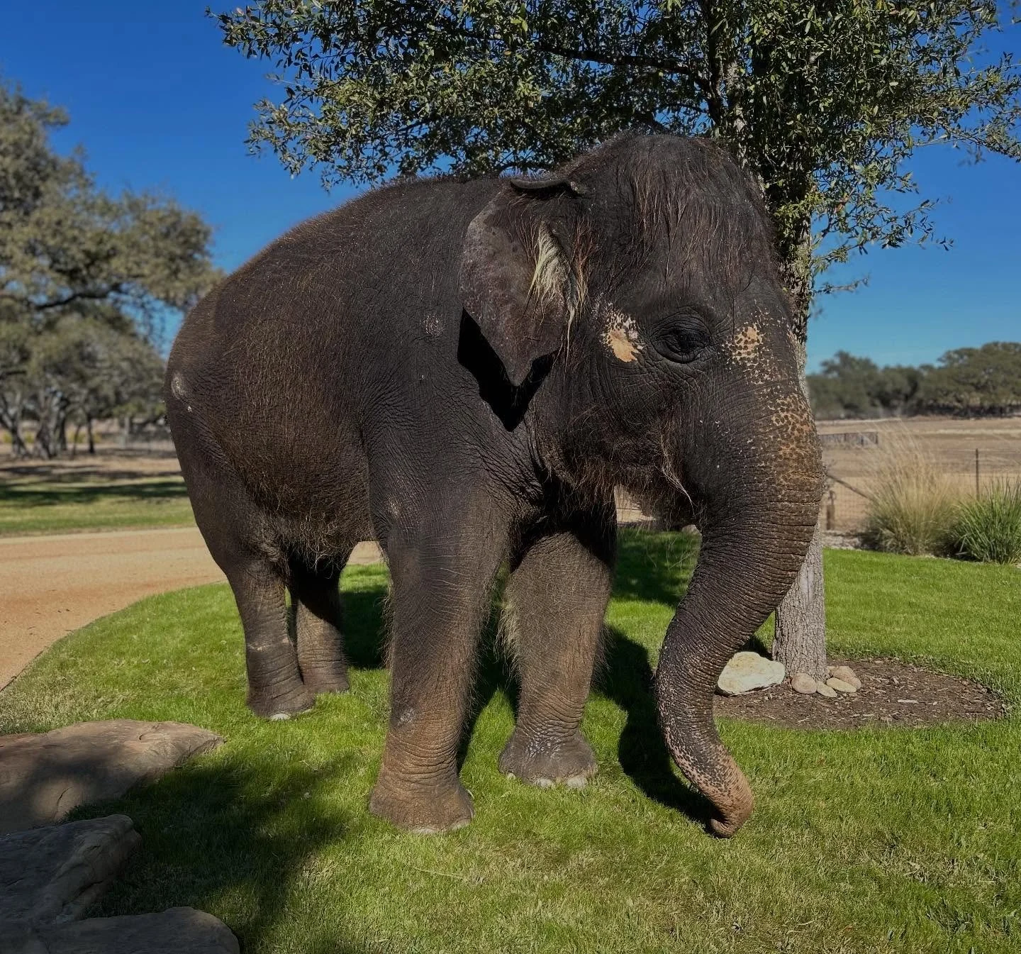Rosie, stunning as always. 🐘 

#thepreserve #visitthepreserve #asianelephant  #elephantconservation #elephant #giraffe #kangaroo #wallaby #tortoise #fyp  #porcupine #elephantexperience #animalexpedition #thepreservefredericksburgtx  #fredericksburgt