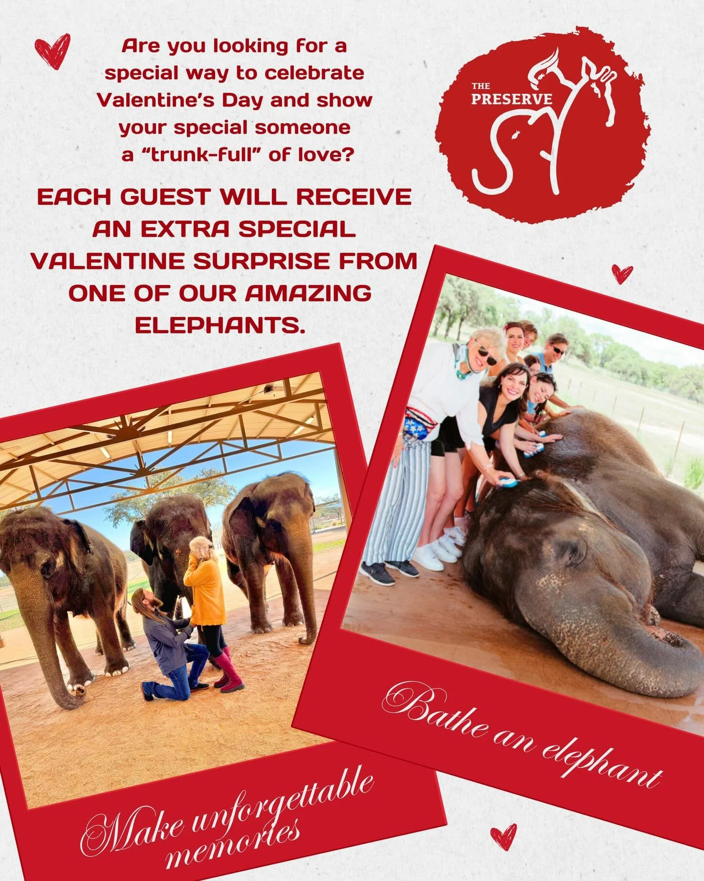 Are you looking for a special way to celebrate Valentine&rsquo;s Day and show your special someone a &ldquo;trunk-full&rdquo; of love?

The elephants at The Preserve are exited to call you theirs at our Valentine&rsquo;s Day weekend Elephant Experien
