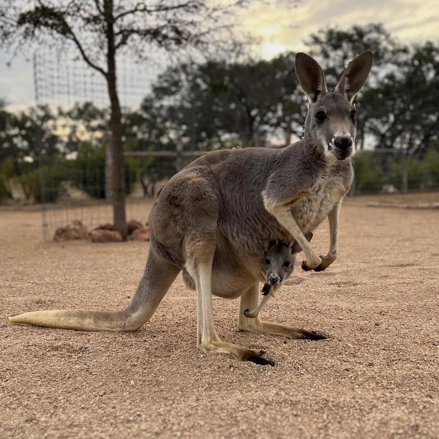 🦘 Some of our Kangaroo &ldquo;joeys&rdquo; are starting to experience the outside world. 🌎 Joeys will start exploring outside of mom&rsquo;s pouch at around 8 months old. 

#fyp #kangaroo #texas #babyanimals #kangaroojoey