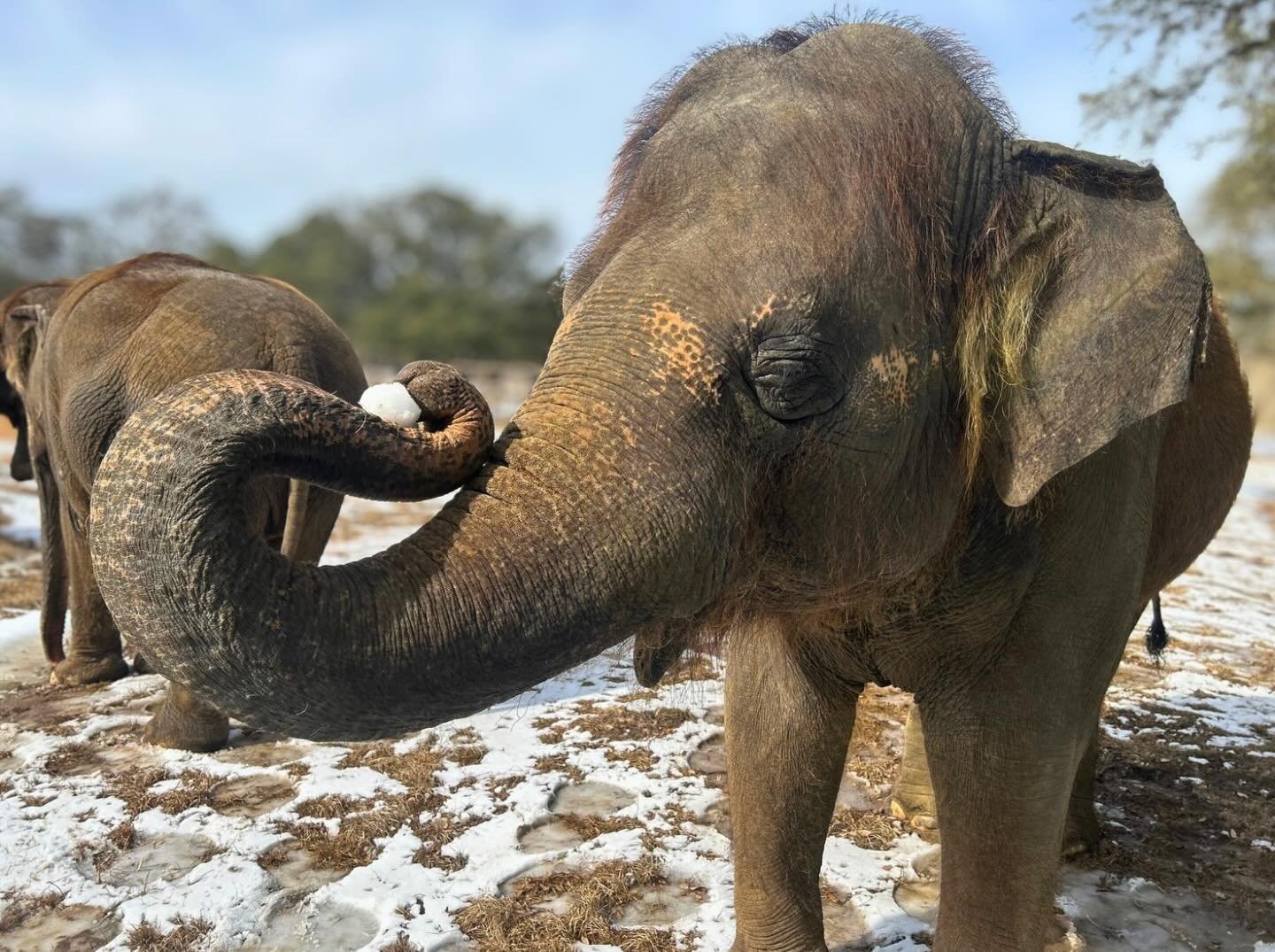 Rosie is ready for a snowball fight! ❄️ Our elephants had the chance to enjoy the leftover snow that Fredericksburg, TX had to offer. 🐘
 
#thepreserve #visitthepreserve #asianelephant  #elephantconservation #elephant #giraffe #kangaroo #wallaby #sno