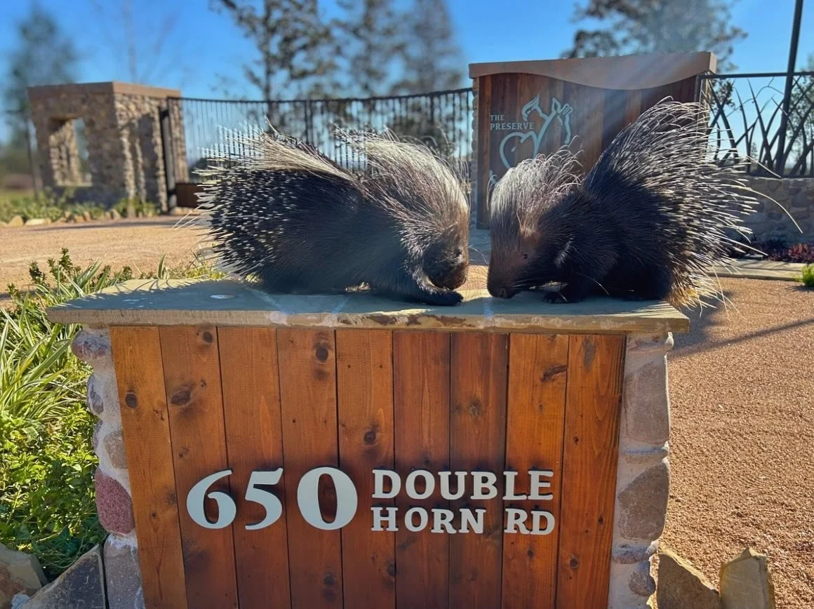 Taking our porcupines on walks allows them to explore the entire property of The Preserve, Fredericksburg, TX. 

#thepreserve #fyp #texas #porcupine #conservation