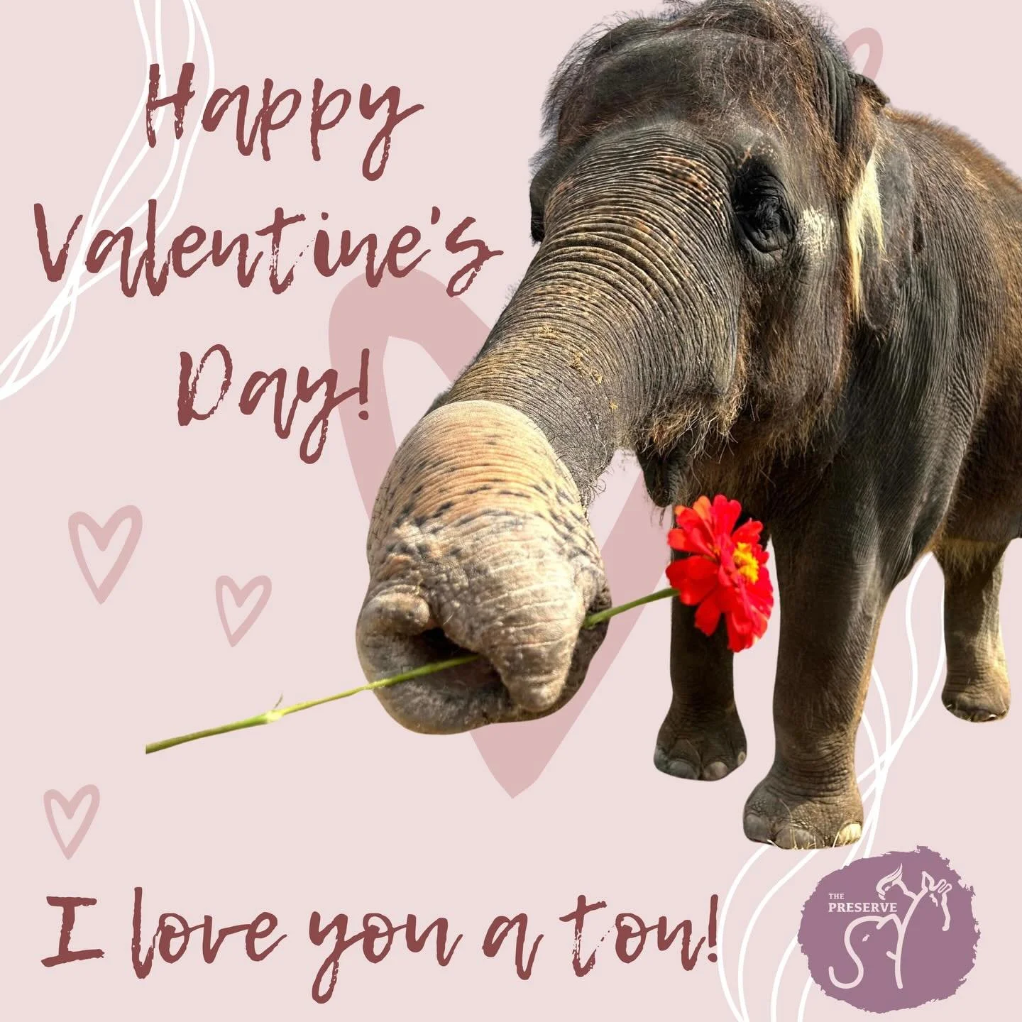 🦒 Love is wild! 🐘 Shares these with someone who you are wild about this Valentine&rsquo;s Day! 🦘 

#happyvalentinesday #love #fyp #cuteanimals #texas