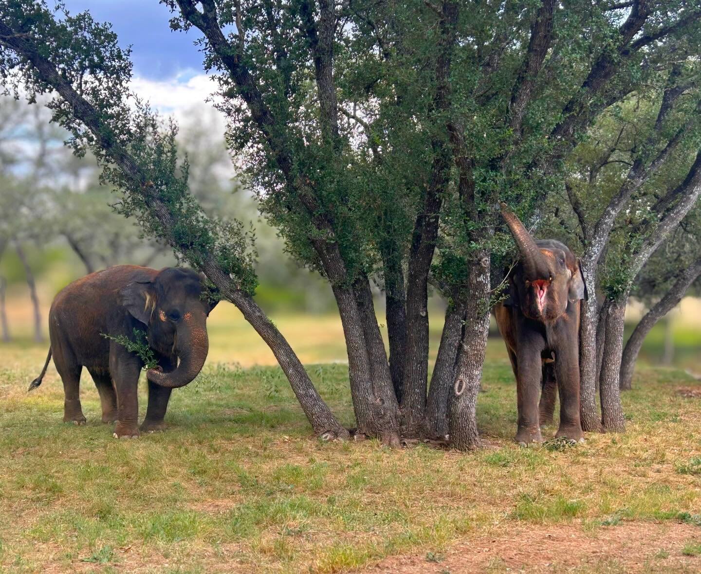 The Texas Hill Country is known for its beautiful live oak trees. They provide our elephants with shade, leafy snacks, and even act as scratching posts! 

Meet our elephants surrounded by the natural beauty of the Texas Hill Country at The Preserve, 