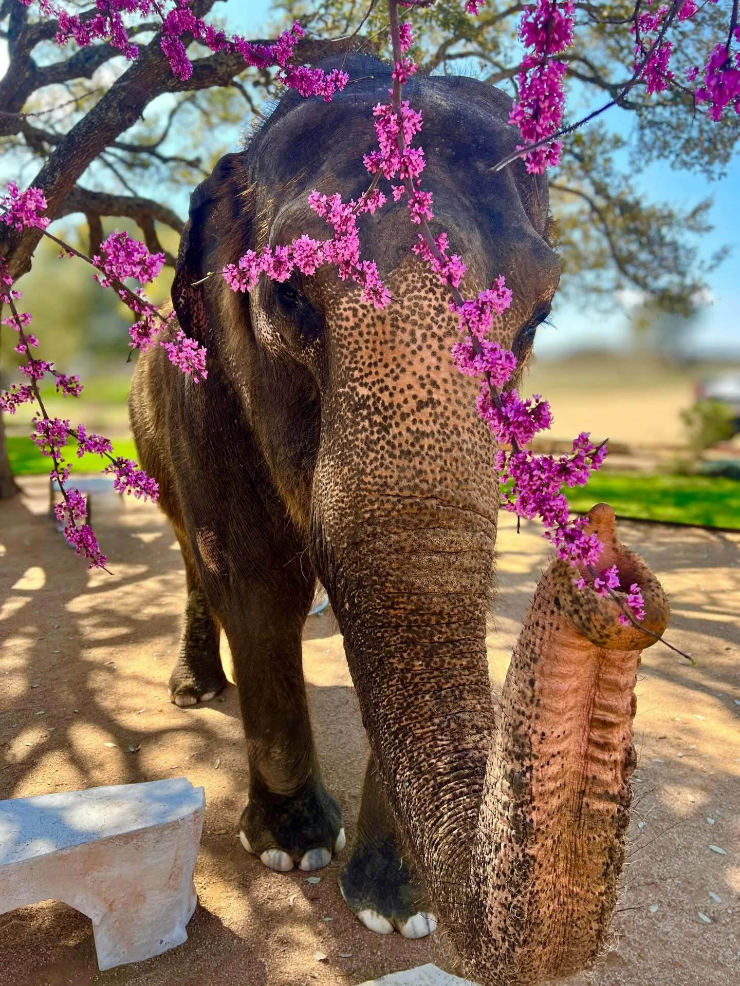 🐘 Kitty looks as stunning as ever with our recently bloomed Eastern Redbud tree. 🌸 These trees bloom once a year so Kitty took the opportunity to put on a little photoshoot! 📸 

You can meet Kitty and the rest of our elephant herd at The Preserve,