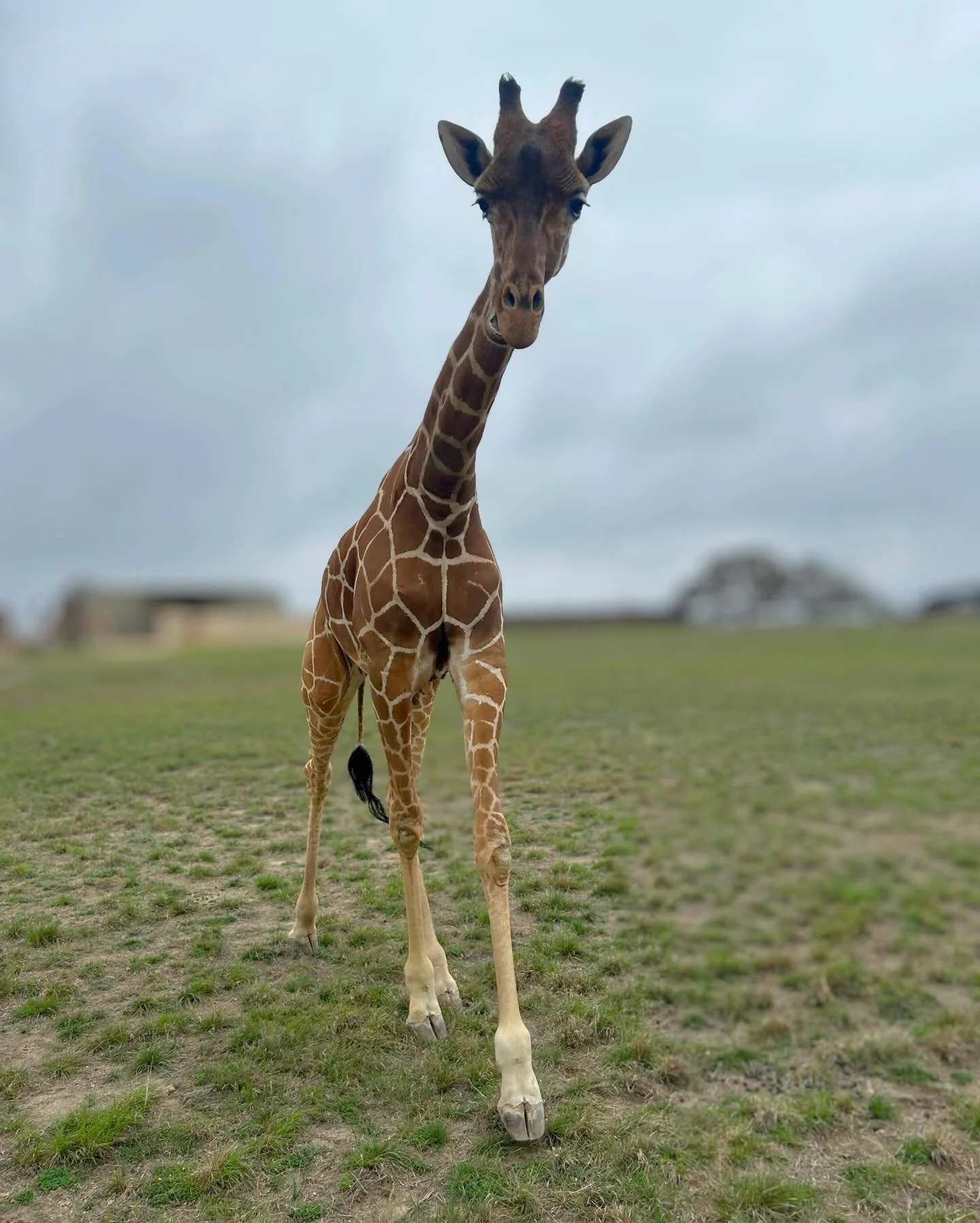 Walter stands tall! 🦒 

Meet Walter by going to VisitThePreserve.com or clicking the link in our bio to book an Animal Expedition, starting 3/28. 

#giraffe #conservation #texas #fyp #elephant