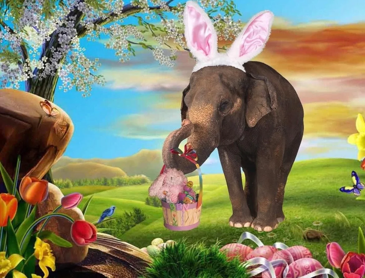 Join us Easter Sunday 4/5 for a special Elephant Experience! You&rsquo;ll be able to watch our elephants open their own elephant-sized Easter treats. Guests aged 4-12 will receive their own treat-filled Easter eggs. 

Go to VisitThePreserve.com or cl