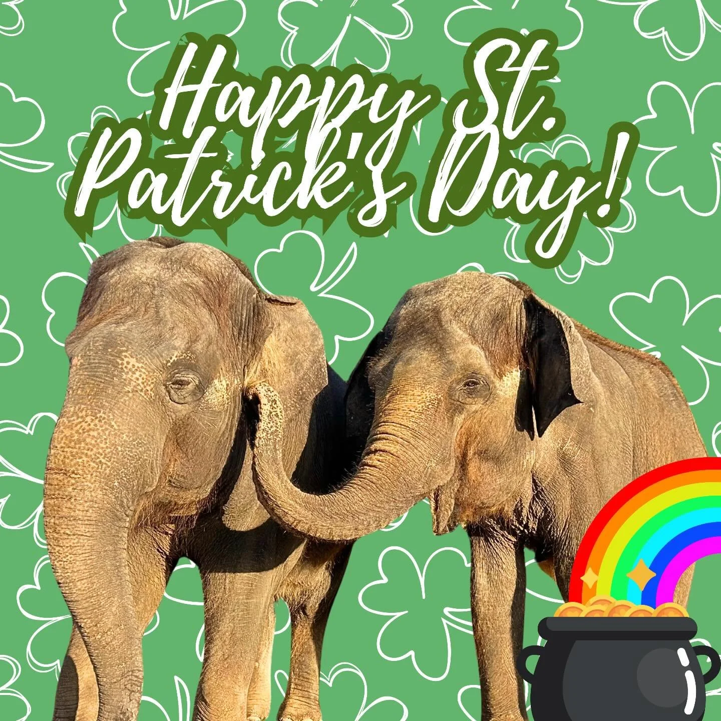 Happy St. Patrick&rsquo;s Day! 🍀 

#elephant #conservation #texas #fyp #stpatricksday