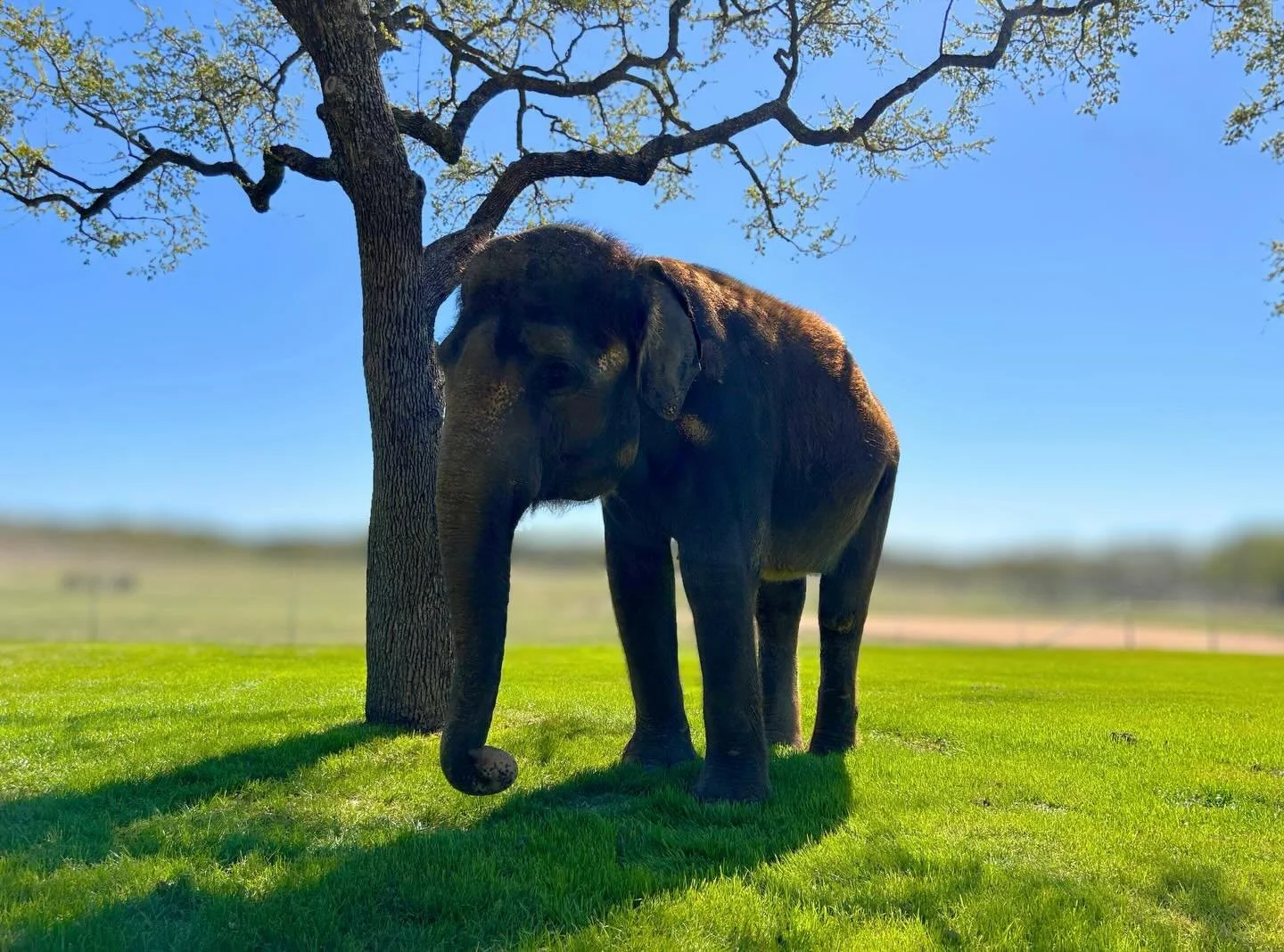 The grass is always greener with elephants! 🐘 

#elephant #conservation #spring #texas #fyp