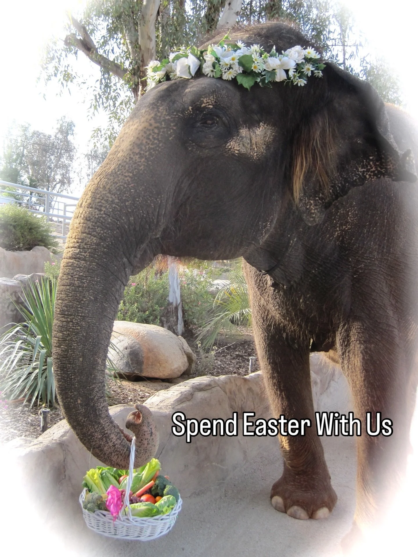 Join us Easter Sunday 4/5 for a special Elephant Experience! You&rsquo;ll be able to watch our elephants open their own elephant-sized Easter treats. 🐣Guests aged 4-12 will receive their own treat-filled Easter eggs. 
🐘Go to VisitThePreserve.com or