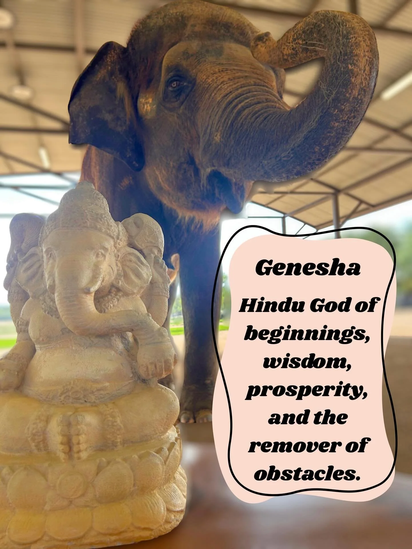 Elephants have a powerful global impact, both ecological and spiritual. As ecosystem engineers, they shape landscapes, disperse seeds, create watering holes, and help maintain biodiversity. They also hold deep cultural significance. In Hinduism, the 