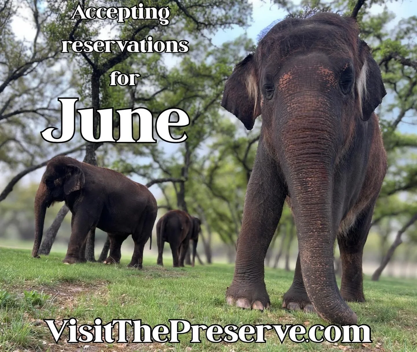 Book your Elephant Experience today! 🐘

Go to VisitThePreserve.com or click the link in our bio.

#elephant #conservation #summer #texas #fyp