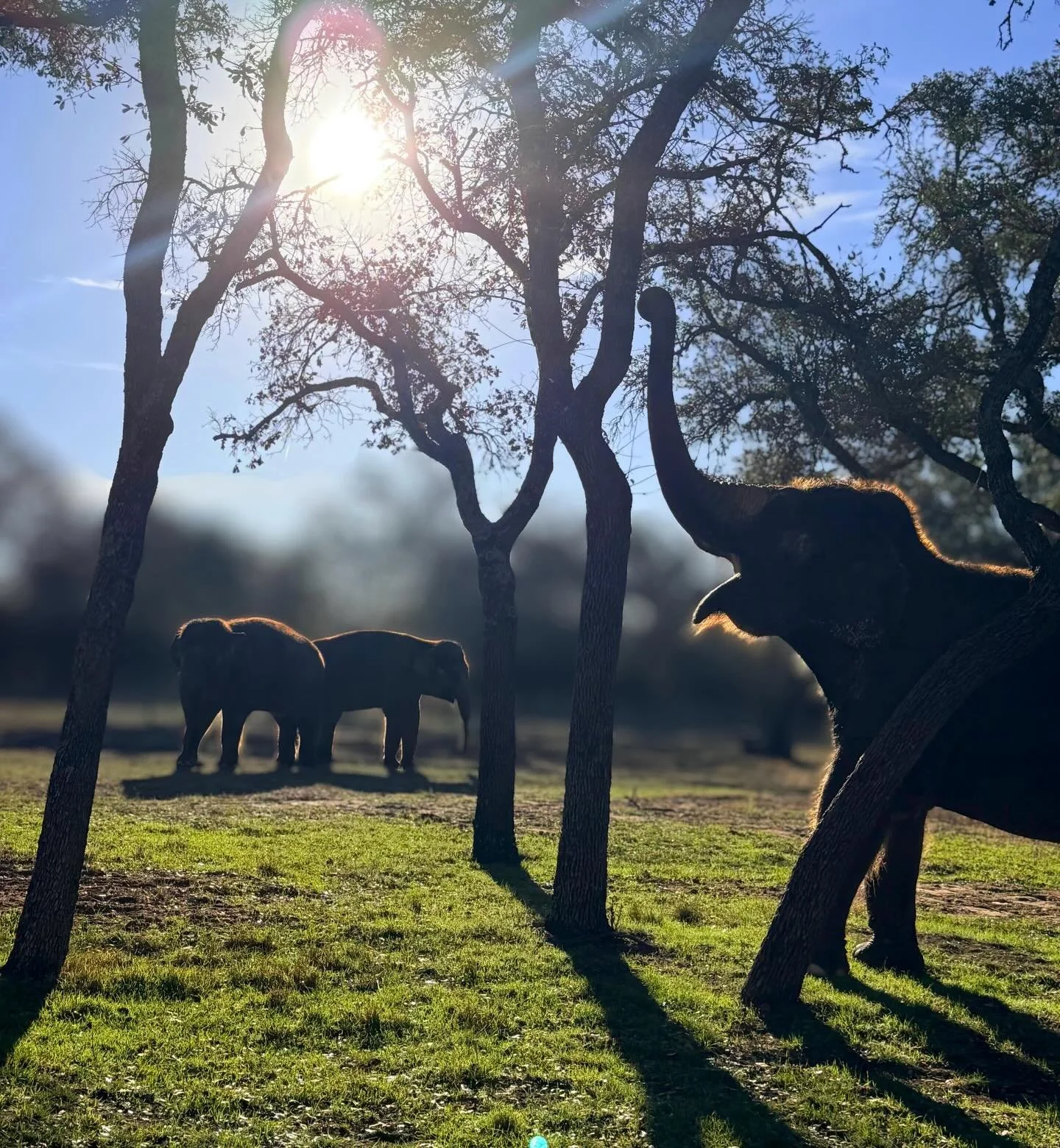 🐘 The sky&rsquo;s the limit! ☀️ 

Meet our elephants by booking an Elephant Experience at The Preserve, Fredericksburg TX. 

Go to VisitThePreserve.com or click the link in our bio!