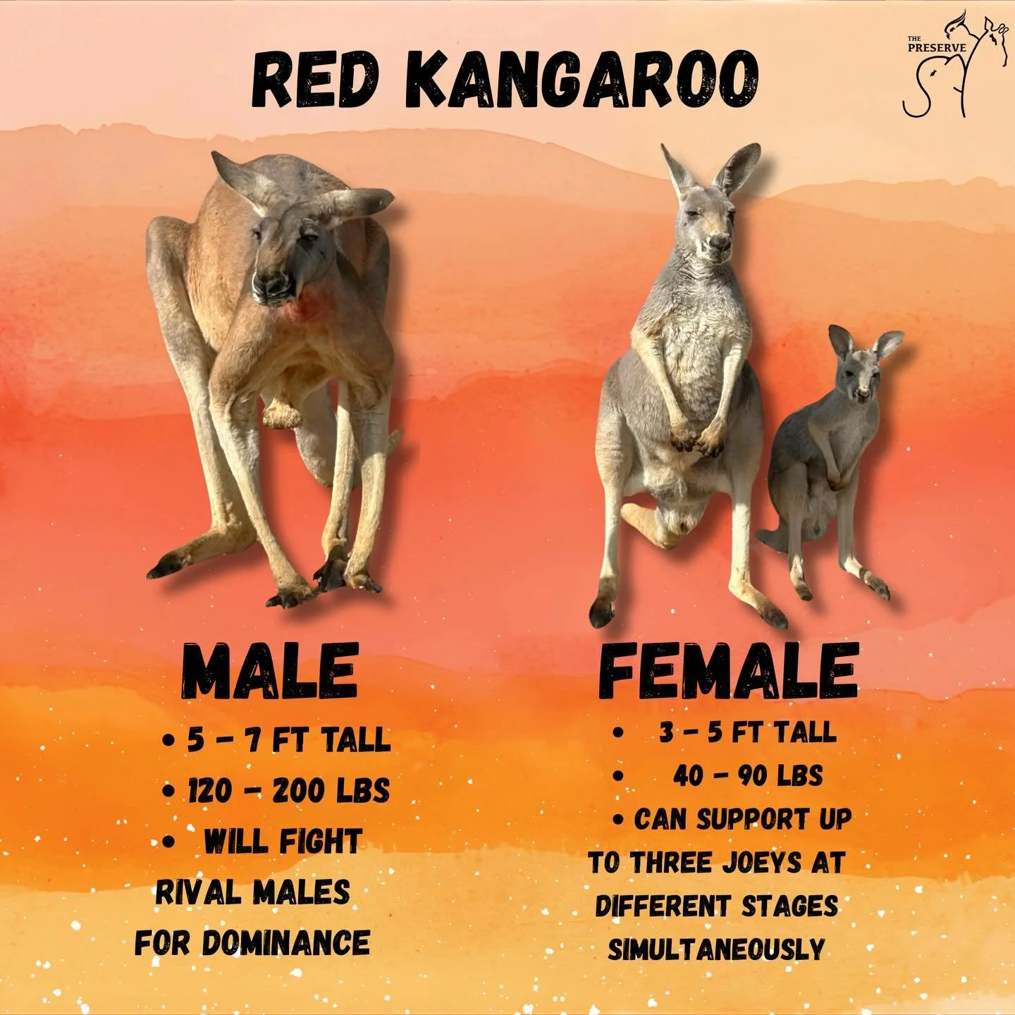 Learn all about Kangaroos by meeting them up close at The Preserve, Fredericksburg TX! 🦘 

Book an Animal Expedition today at VisitThePreserve.com or by clicking the link in our bio. 

#kangaroo #texas #fyp #conservation #exoticanimals