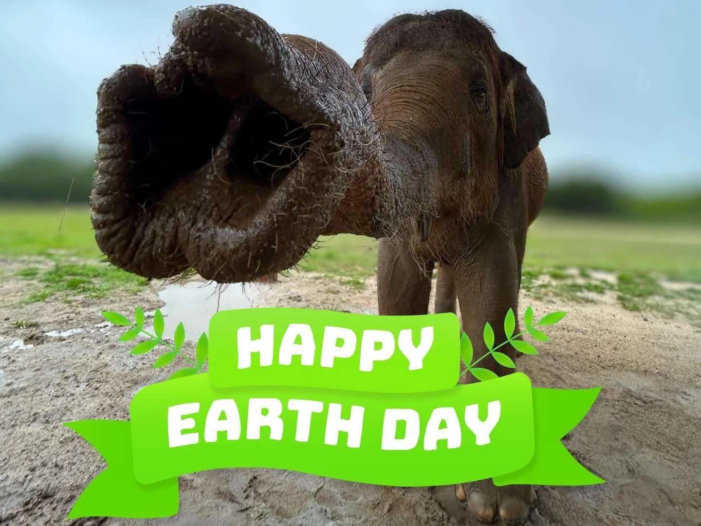🐘 Happy Earth Day! 🌎 

Our elephants celebrated Earth Day by splashing and wallowing in the mud created by the Texas rain. As a keystone species, elephants shape their ecosystem&mdash;carving pathways through dense vegetation as they migrate and di