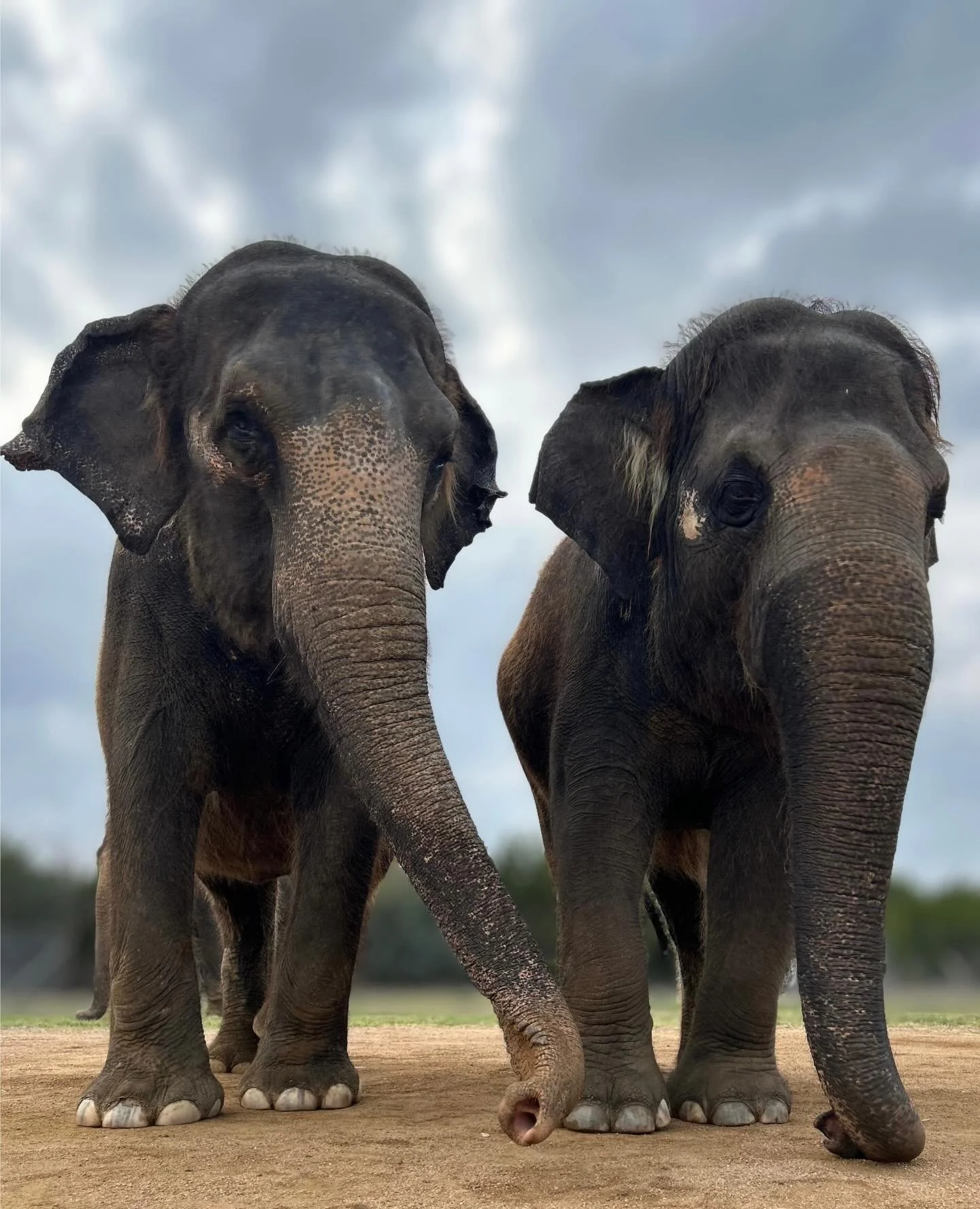 Kitty and Rosie, two peas in a pod. 🐘

Meet our elephants by booking an Elephant Experience at The Preserve, Fredericksburg TX. 

Go to VisitThePreserve.com or click the link in our bio!

#elephant #conservation #texas #fyp #elephantconservation