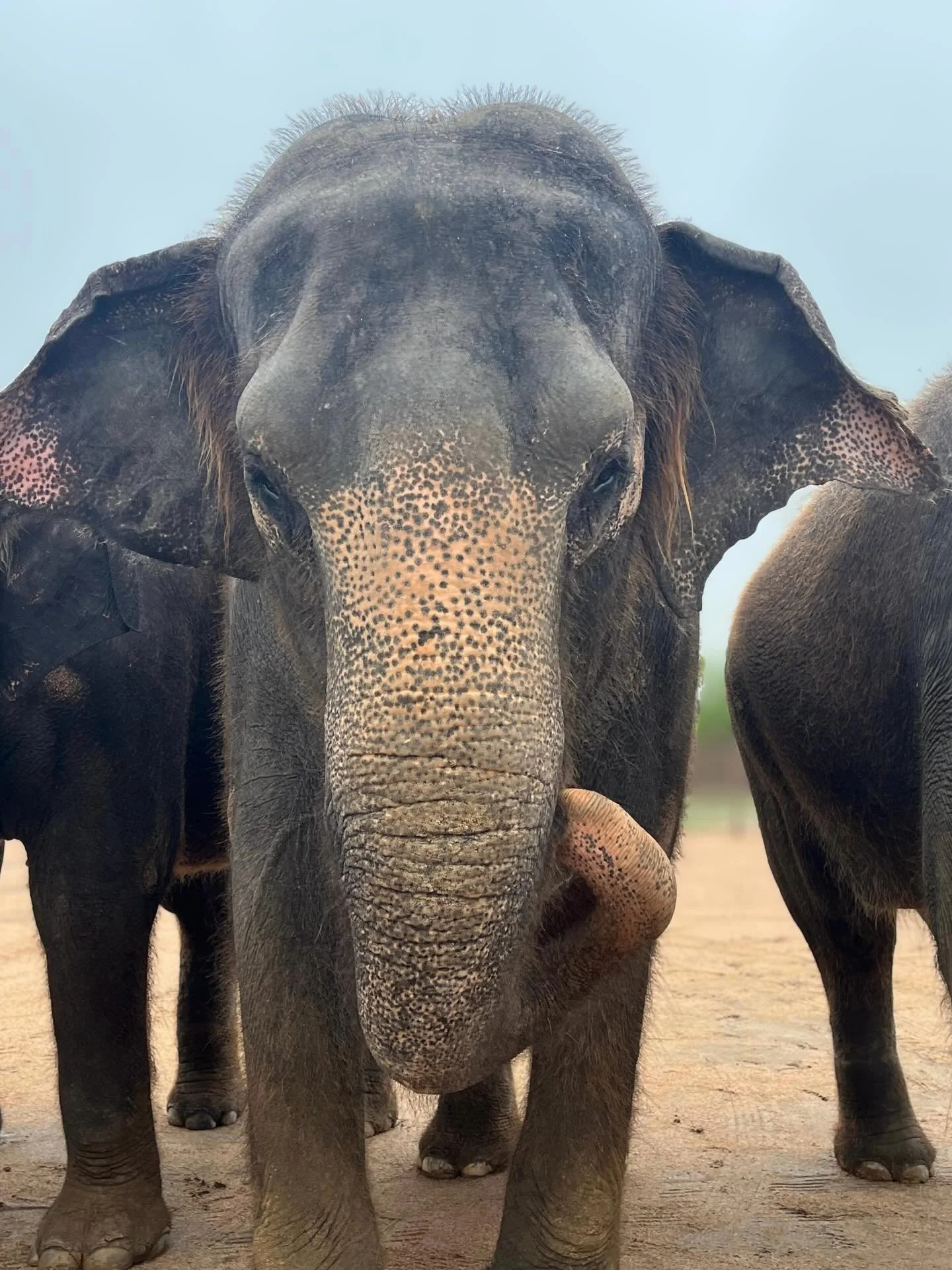 Kitty, showing off her beauty as per usual. This picture highlights the pink coloration she has on her skin which is a unique characteristic of Asian Elephants. 

Meet our elephants by booking an Elephant Experience at The Preserve, Fredericksburg TX