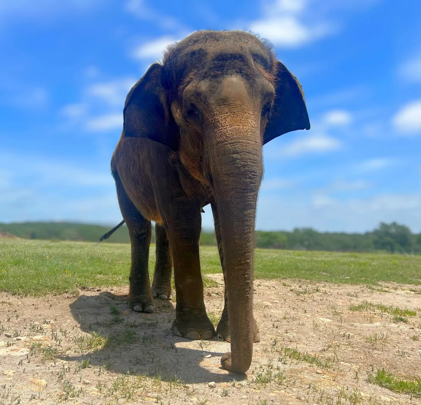 🐘 Becky is soaking in that Texas sun! ☀️ 

Meet Becky and the rest of our elephant herd by booking an Elephant Experience at The Preserve, Fredericksburg TX. 

Go to VisitThePreserve.com or click the link in our bio!

#elephant #conservation #sunshi