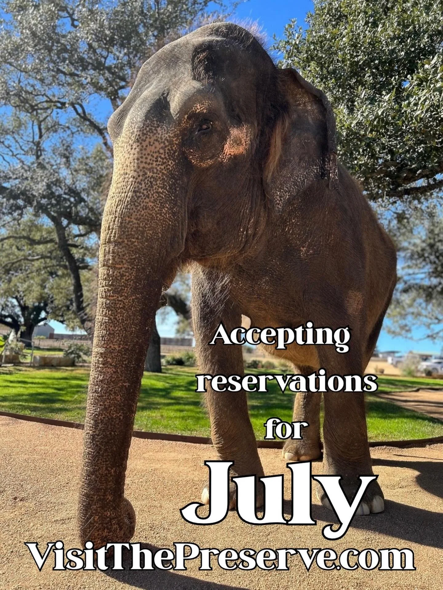 Book an Elephant Experience at The Preserve, Fredericksburg TX. 

Go to VisitThePreserve.com or click the link in our bio!

#elephant #conservation #texas #fyp #fredericksburgtx