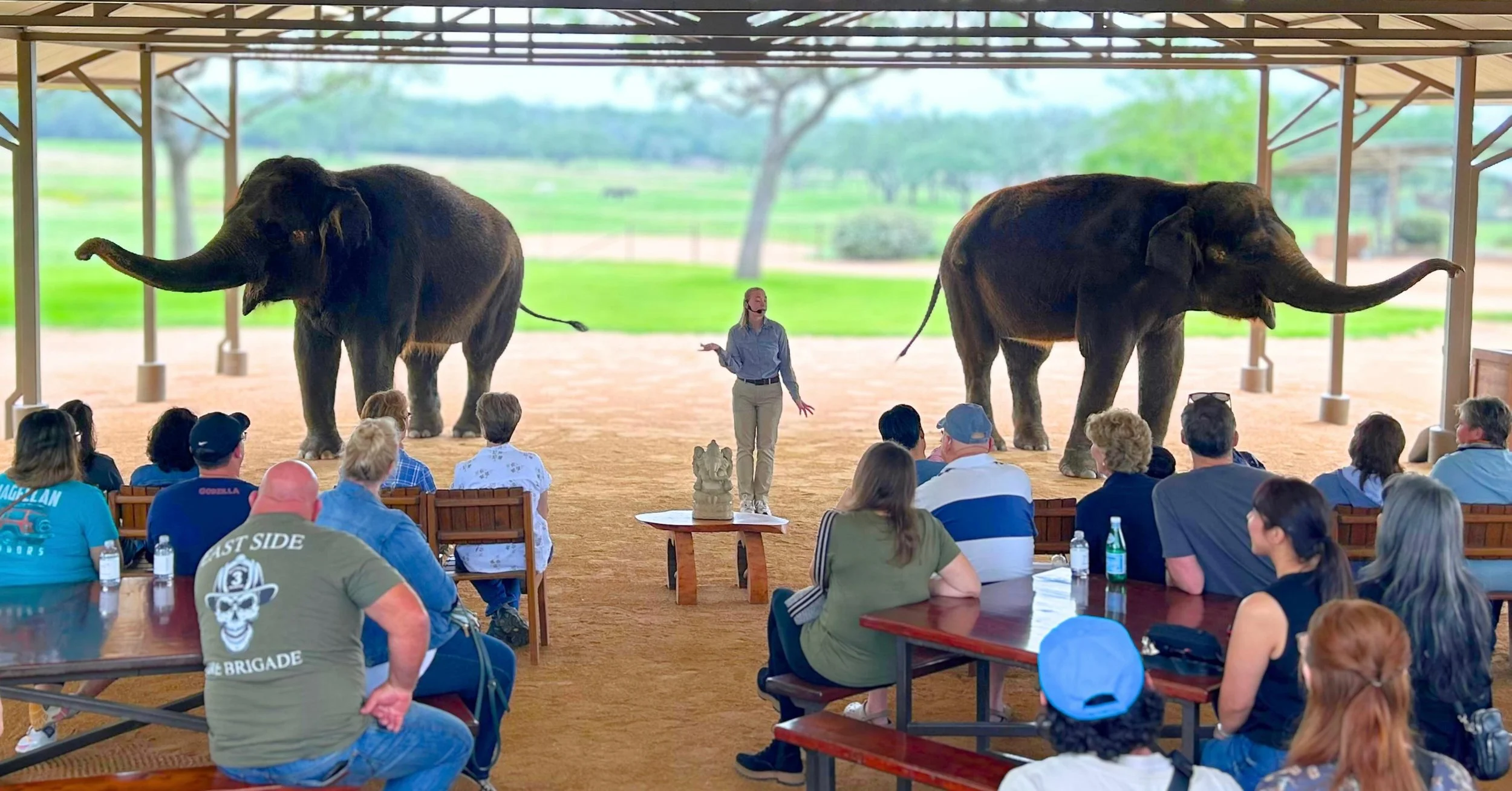 Join us for an elephant-filled weekend! Meet our elephants up close and learn all about them. 

Book an Elephant Experience at The Preserve, Fredericksburg TX. 

Go to VisitThePreserve.com or click the link in our bio!

#elephant #conservation #weeke