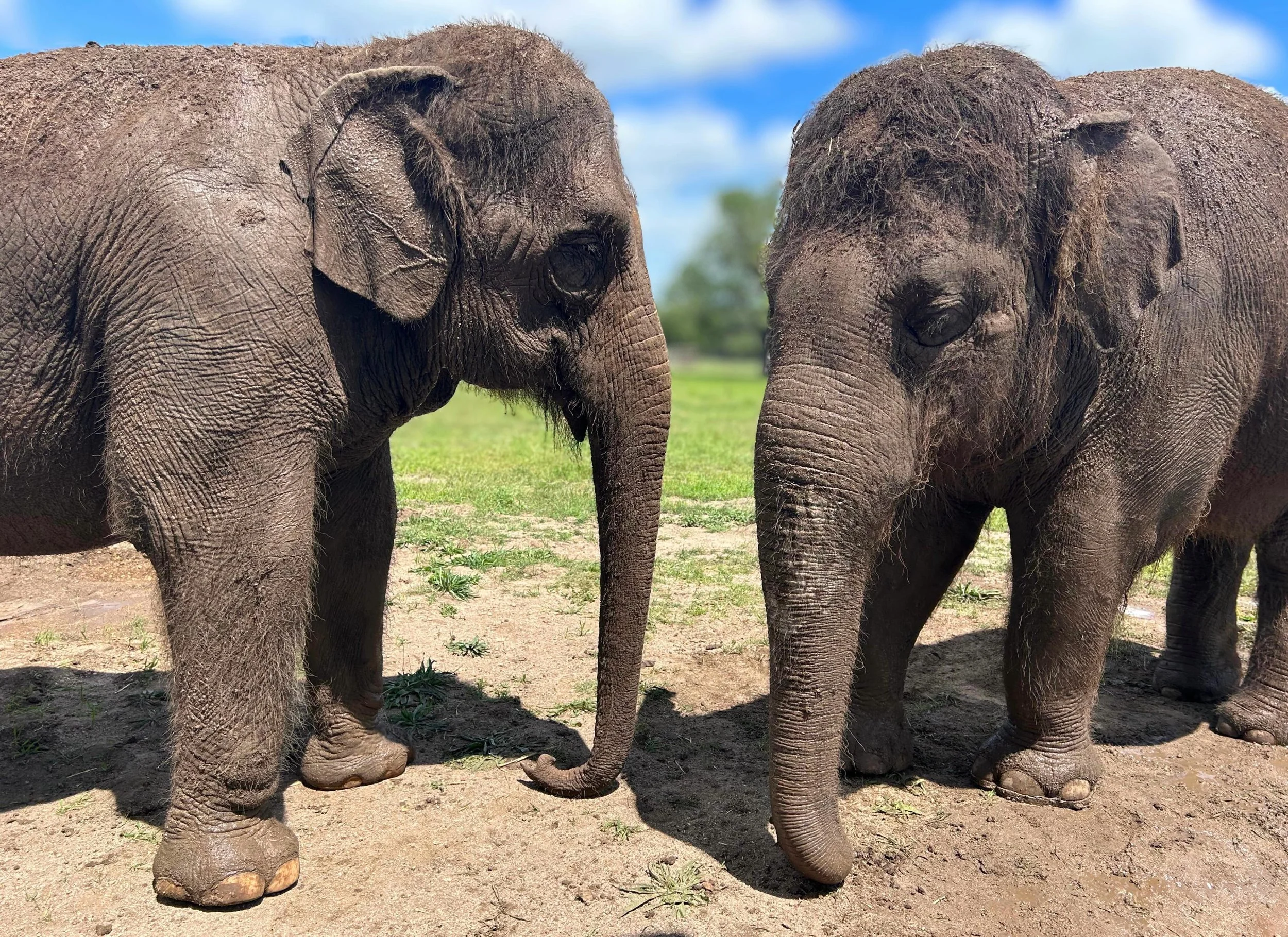 Our elephants 🐘 love to play in the mud! After a rainy 🌧️ day the elephants throw mud all over themselves with their trunks. Coating themselves with mud helps protect their skin from pesky insects. 

Meet our elephants by booking an Elephant Experi