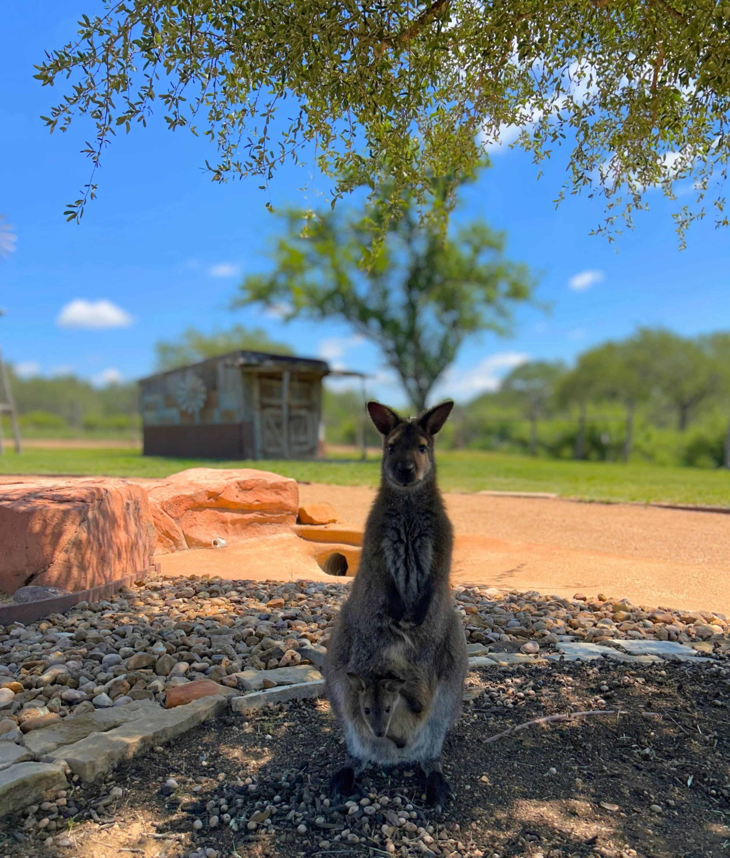 Our wallaby joeys have been making an appearance during our Animal Expeditions! 

Go to VisitThePreserve.com or click the link in our bio to book your Animal Expedition today! 

#wallaby #australia #animalencounter #texas #fyp