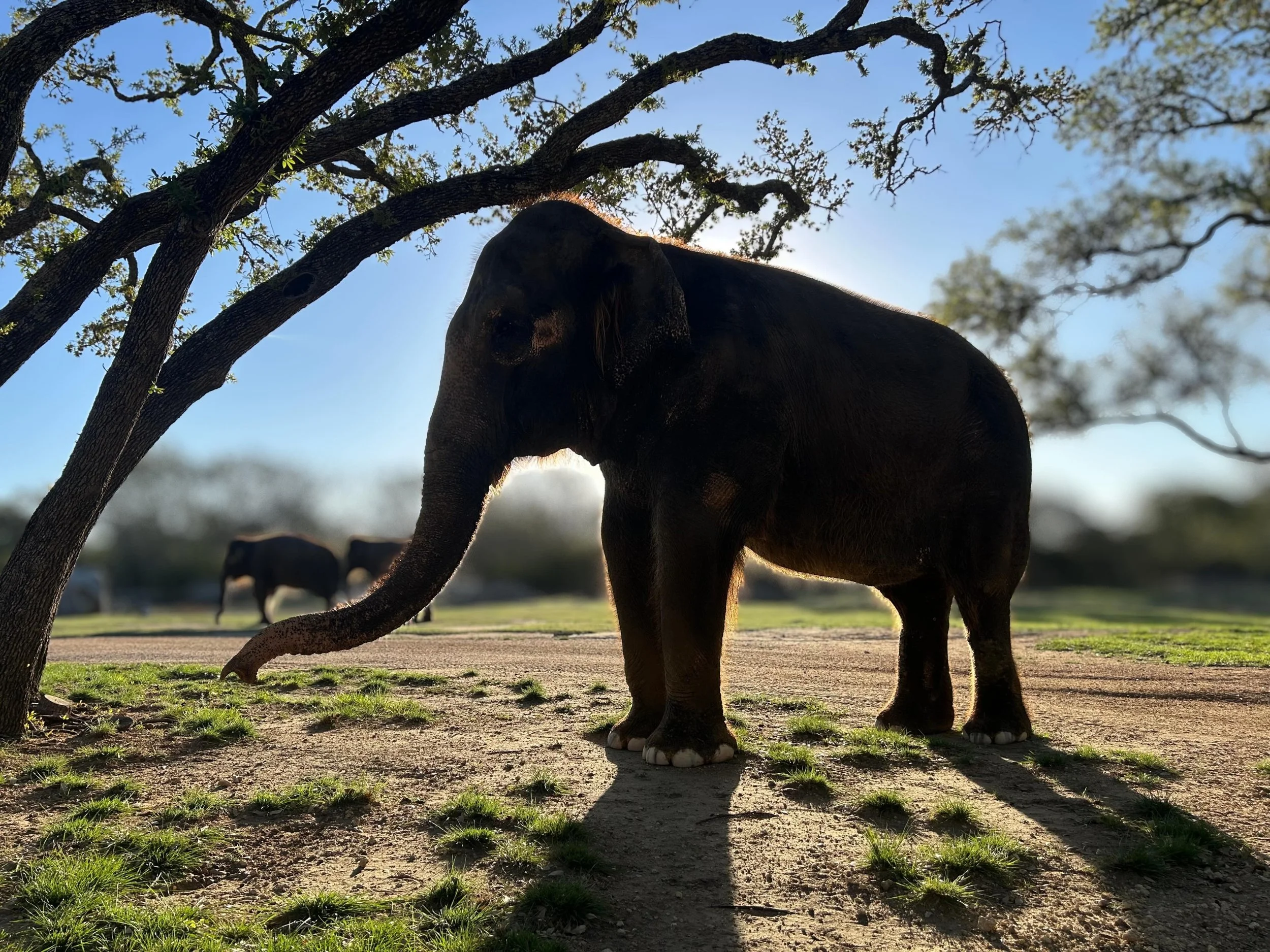 Look at Kitty&rsquo;s golden silhouette! ☀️ Believe it or not, elephants are covered in hair. The hair itself is coarse, which helps hold the dirt and mud they toss onto their backs. This creates a natural layer that keeps them cool and protects thei