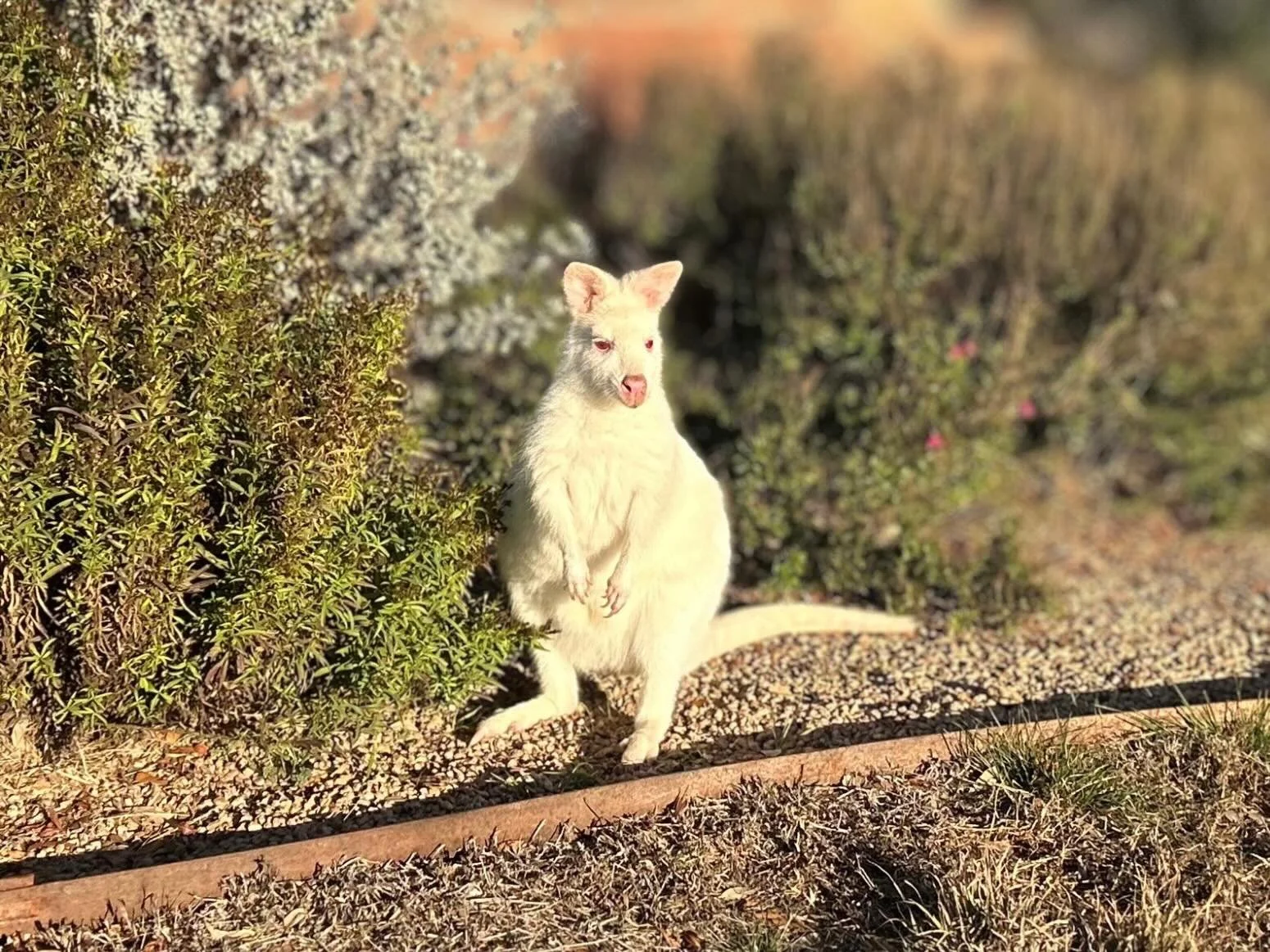 We see you! 👀 

Monroe is an albino Bennett&rsquo;s wallaby. On mainland Australia, albinism in Bennett&rsquo;s wallabies is extremely rare, occurring in only about 1 in every 50,000 to 100,000 births. A remarkable exception exists on Bruny Island, 