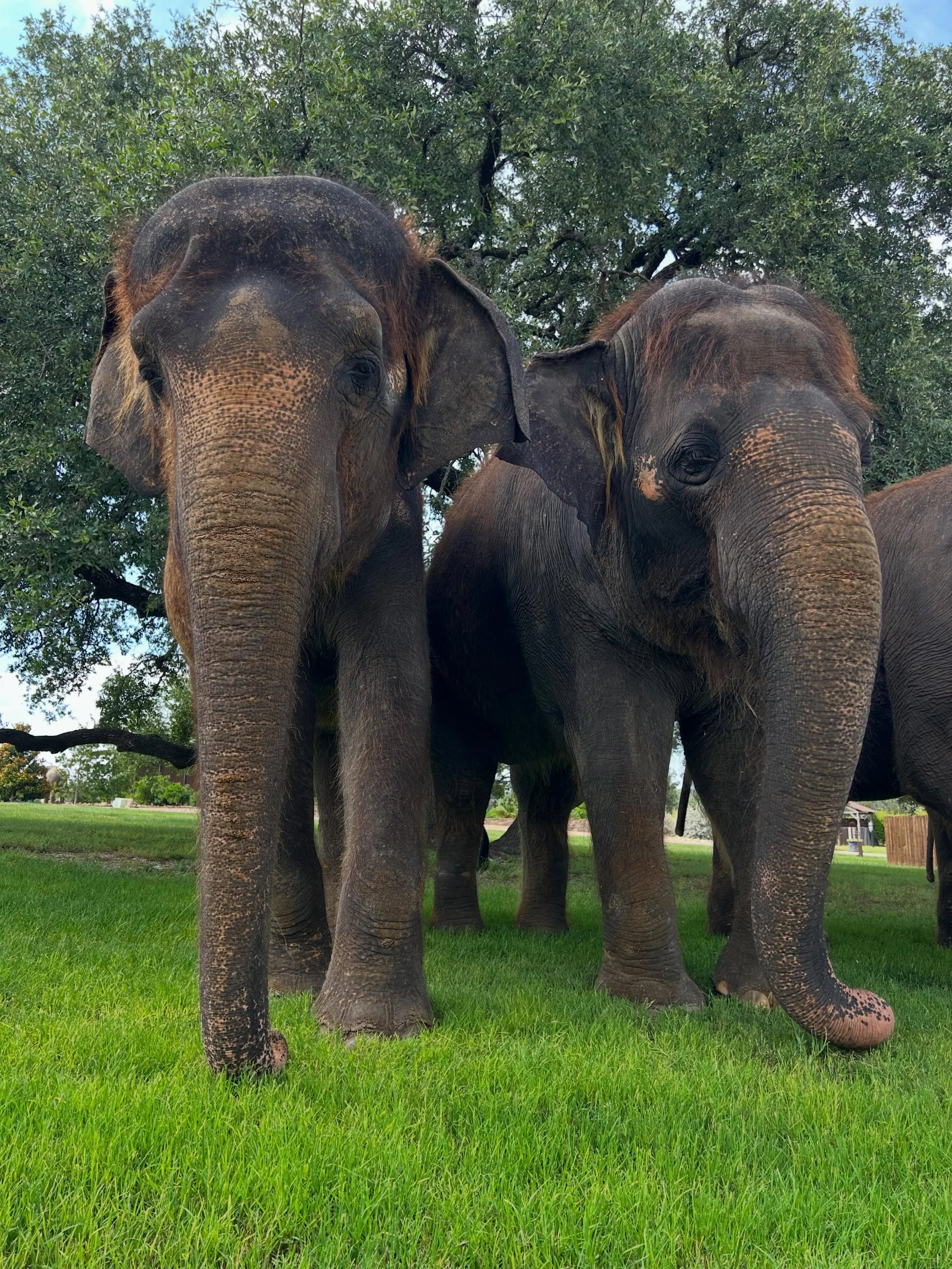 Meet our elephants by booking an Elephant Experience at The Preserve, Fredericksburg TX. 

Go to VisitThePreserve.com or click the link in our bio!

#elephant #conservation #animalencounter #fyp #texas